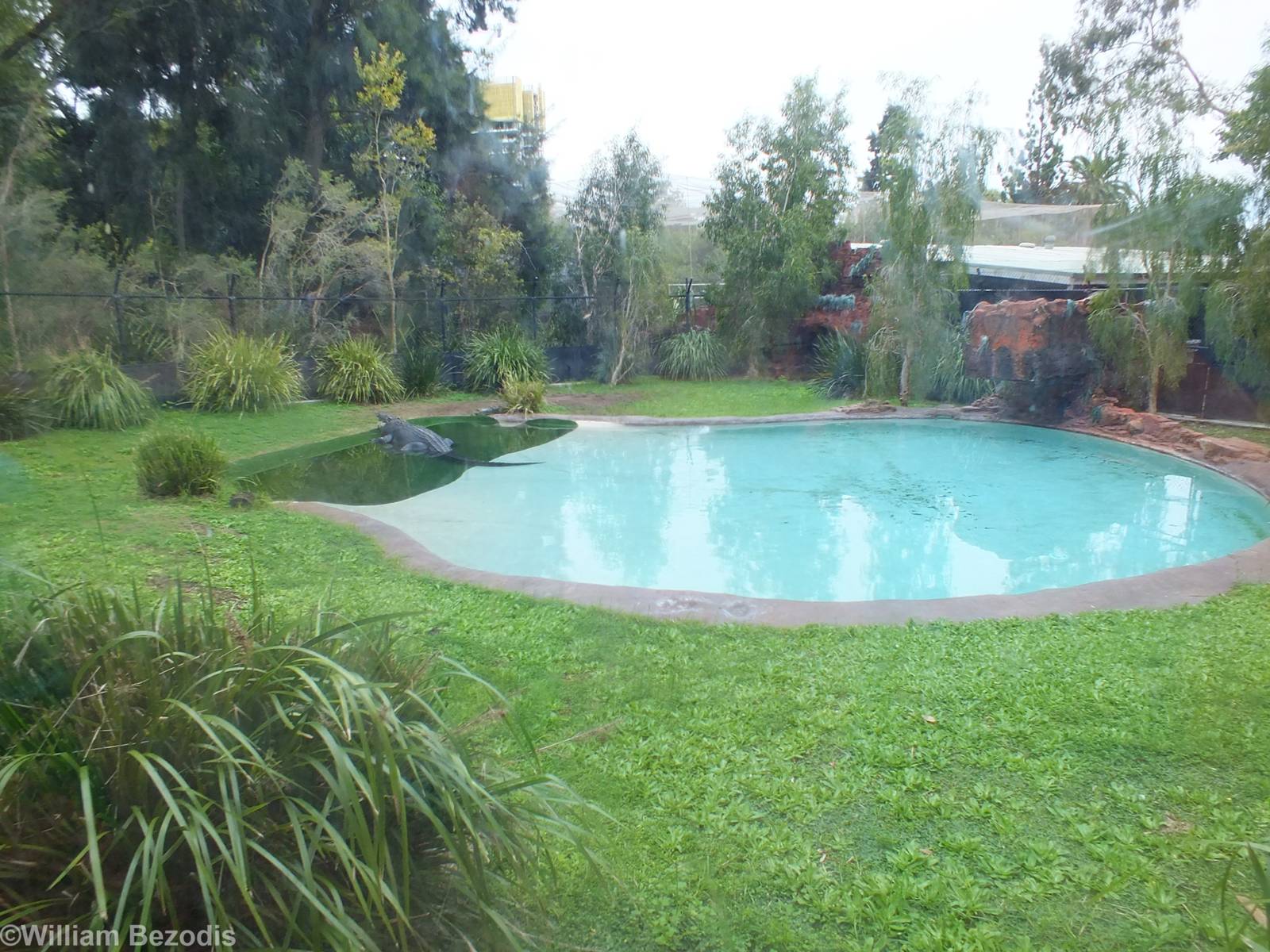 Saltwater Crocodile Enclosure