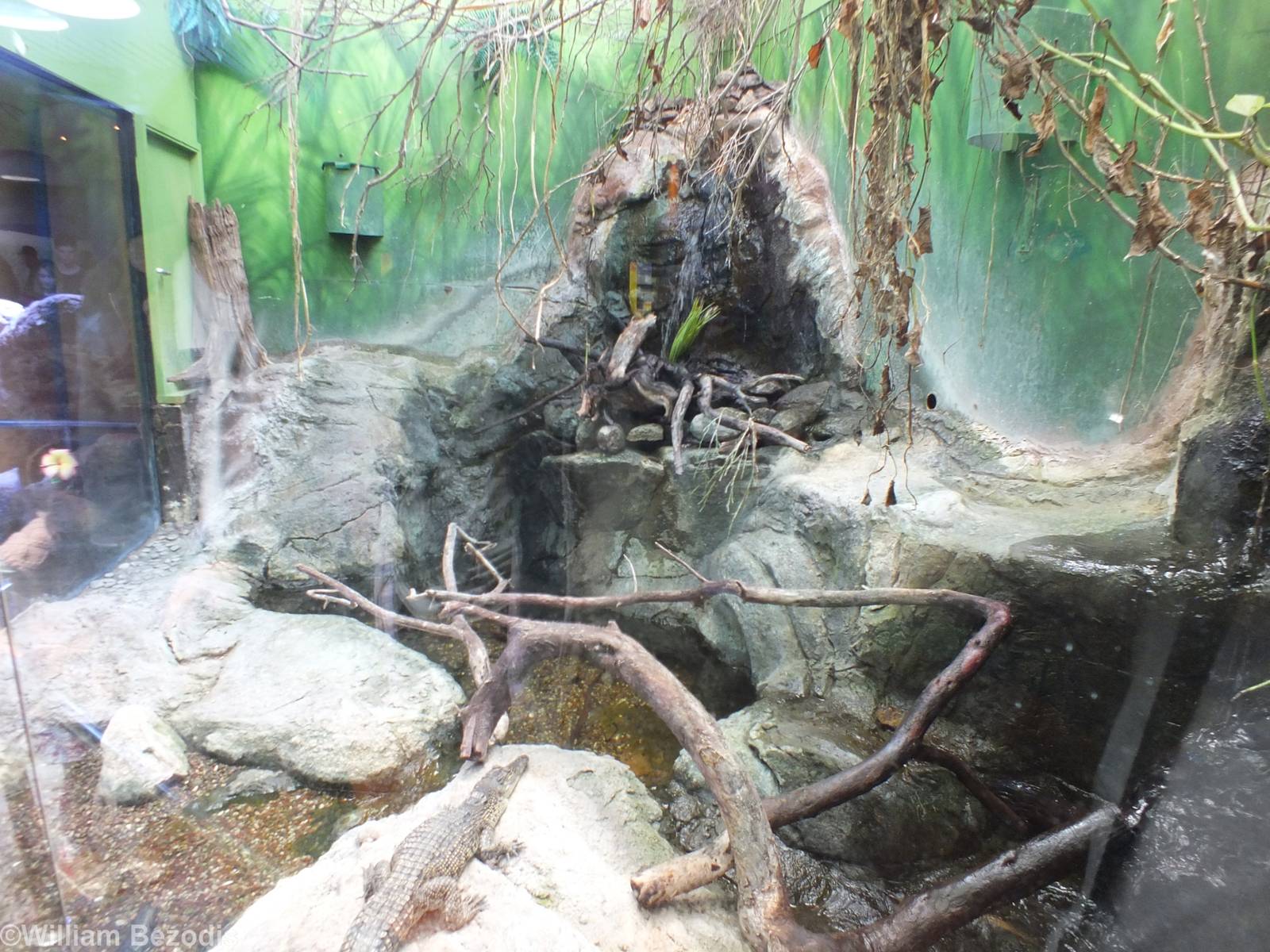 Saltwater Crocodile Enclosure