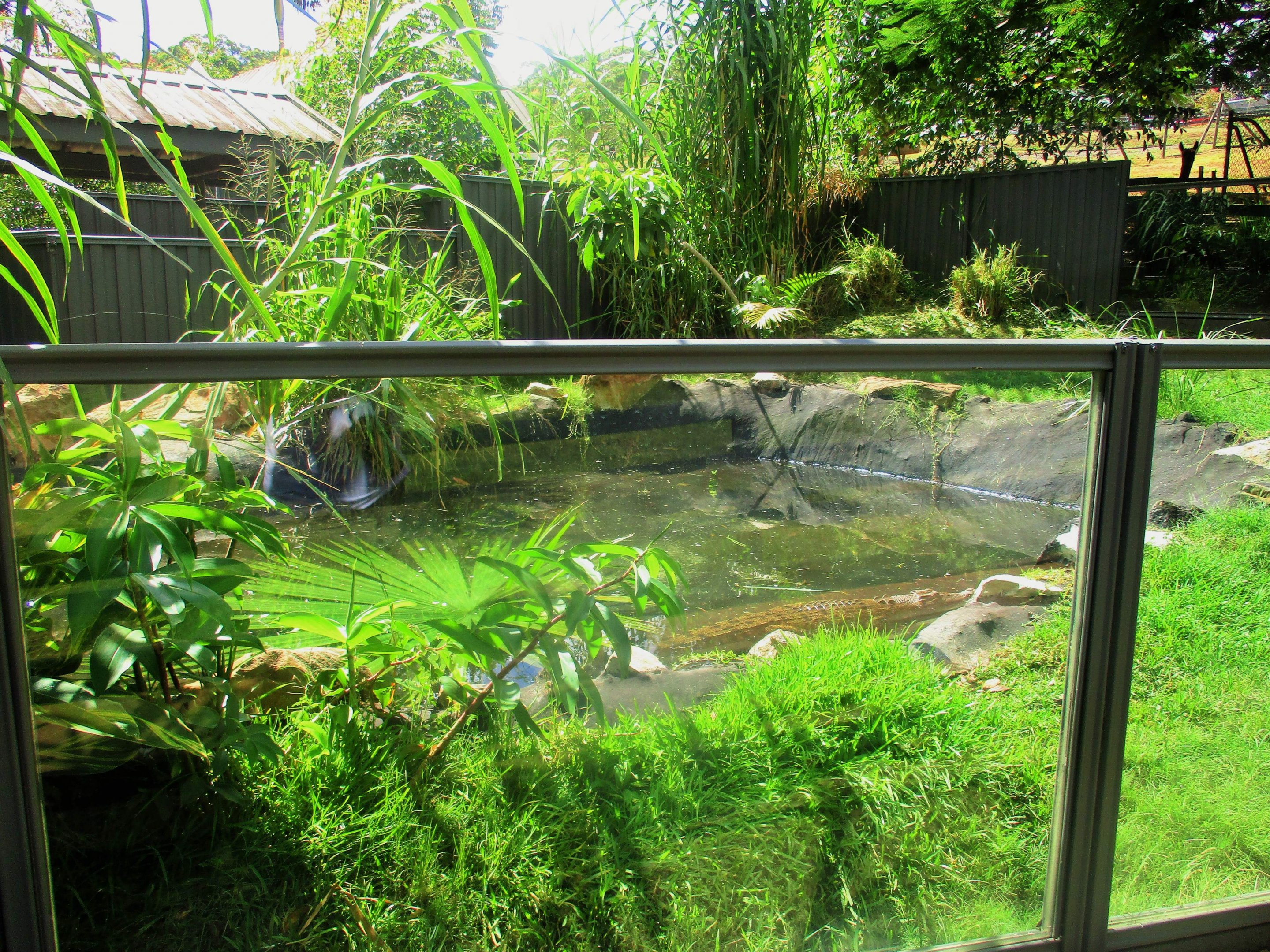 Saltwater Crocodile Enclosure