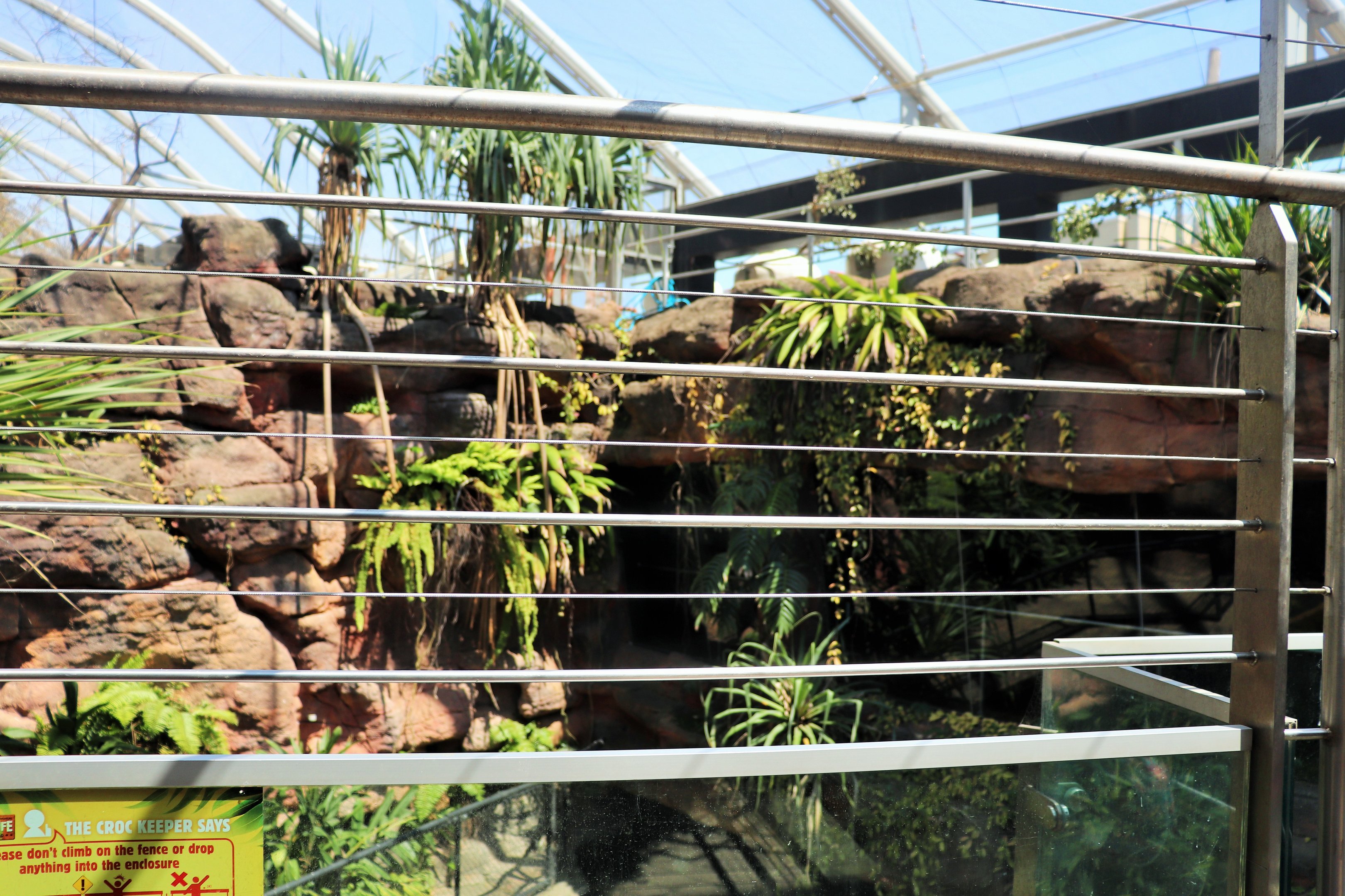 Saltwater Crocodile Enclosure
