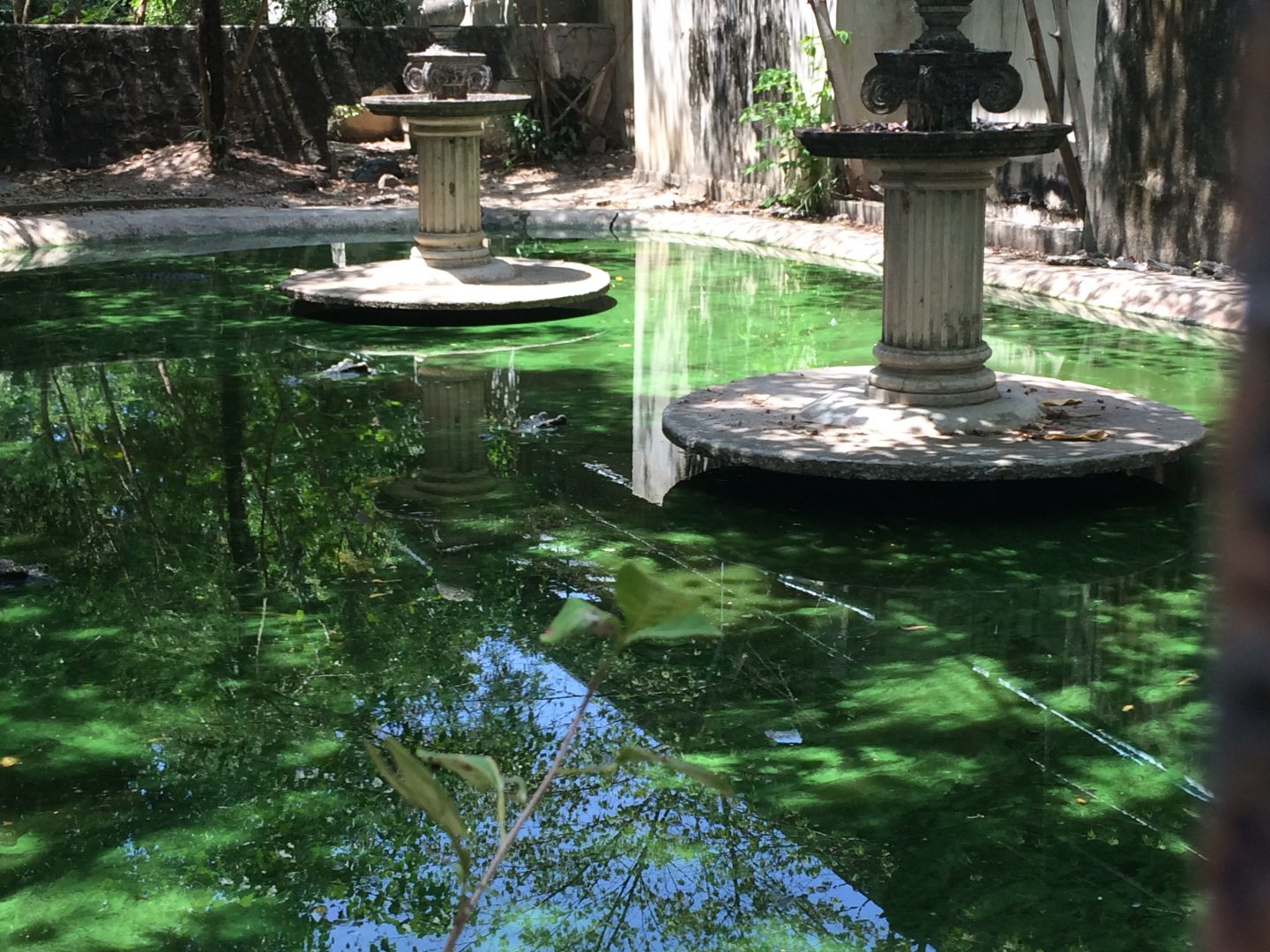 Saltwater Crocodile Enclosure