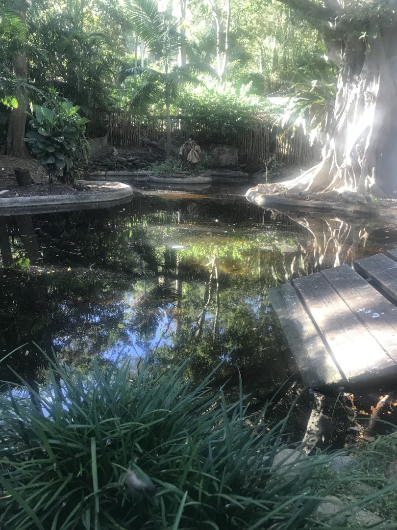 Saltwater Crocodile Enclosure