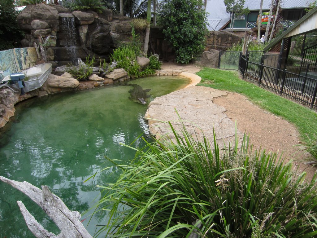 Saltwater Crocodile enclosure