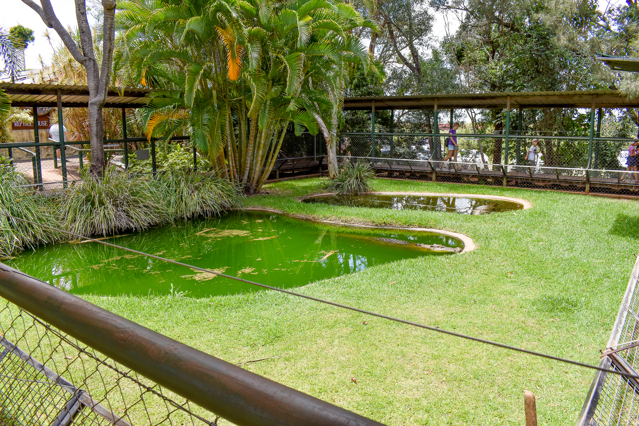 Saltwater Crocodile Enclosure