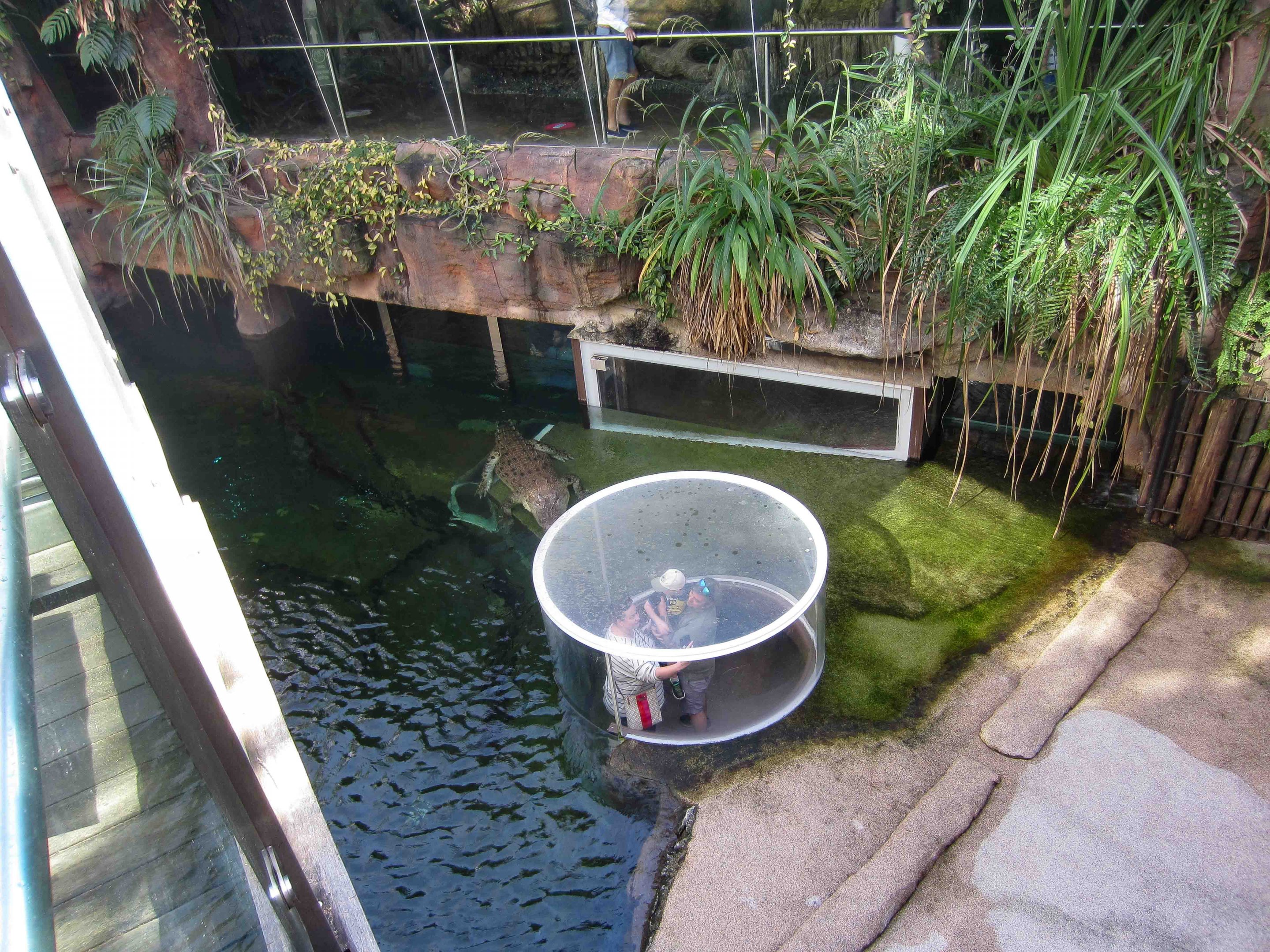 Saltwater crocodile enclosure