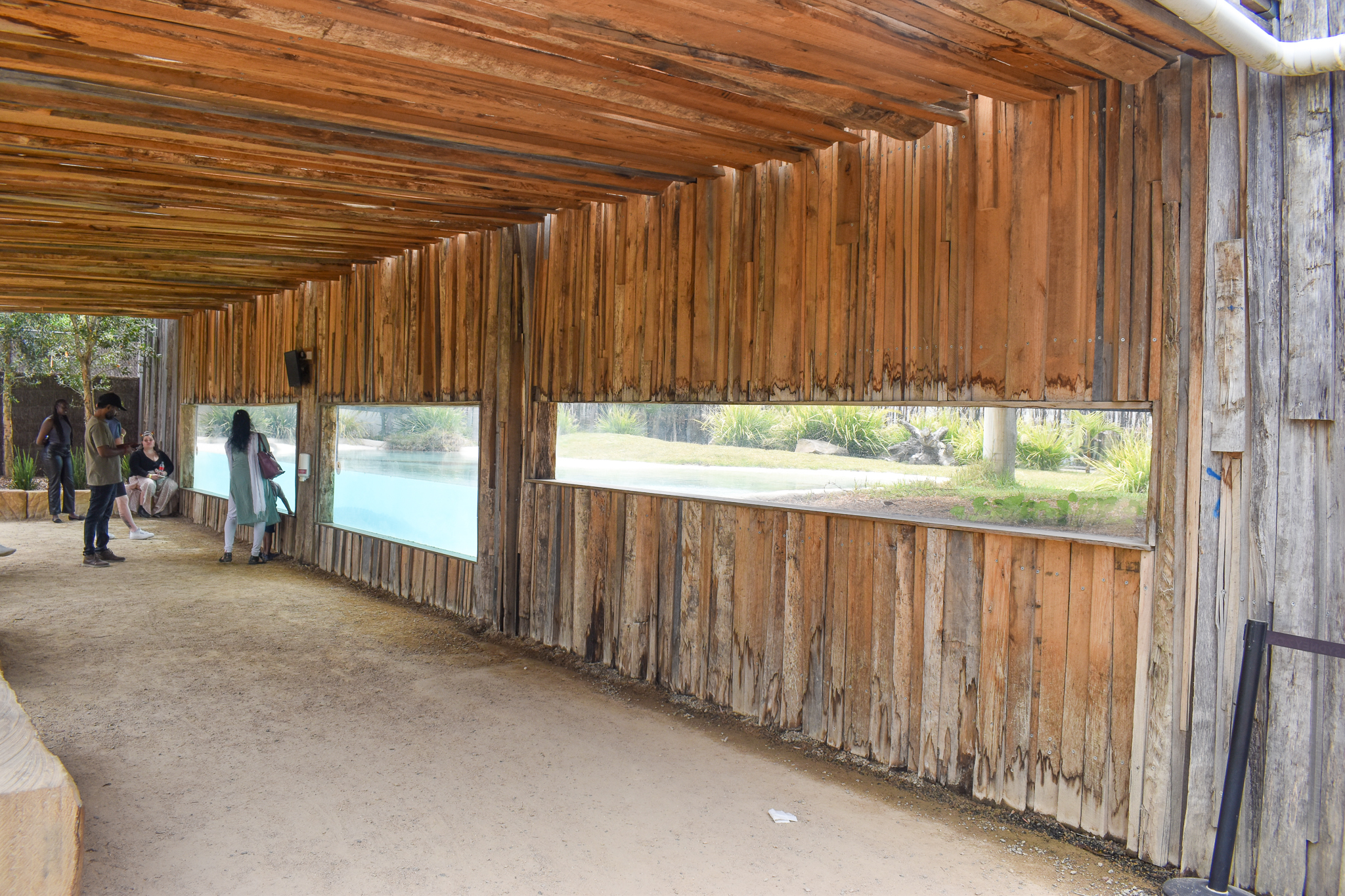Saltwater Crocodile Enclosure