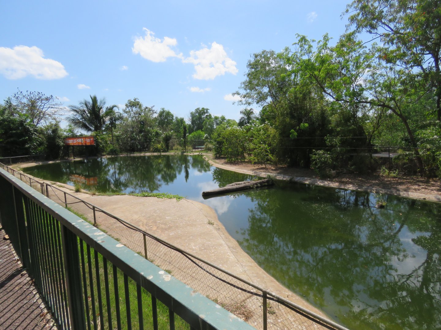 Saltwater Crocodile Enclosure