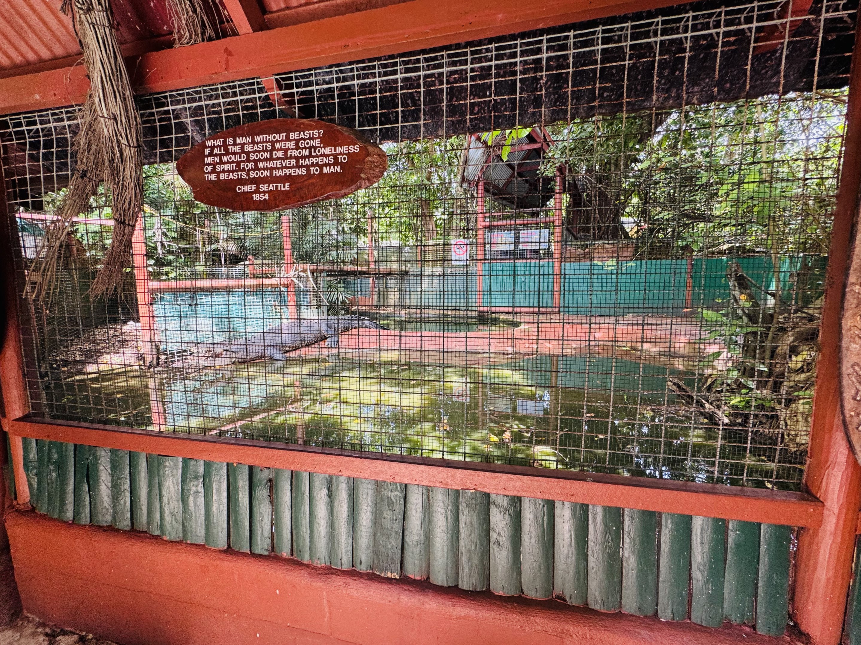 Saltwater Crocodile enclosure