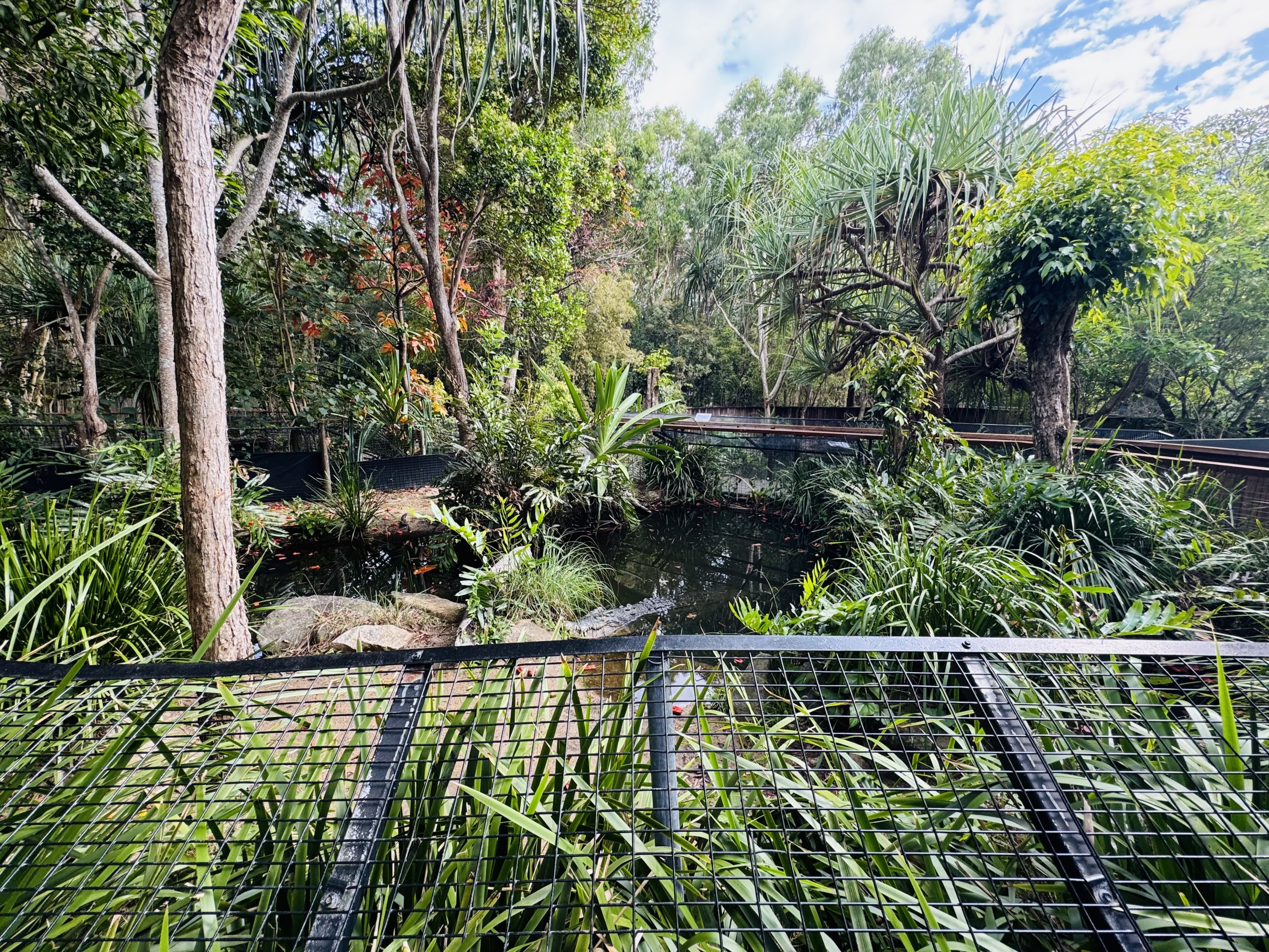 Saltwater crocodile enclosure