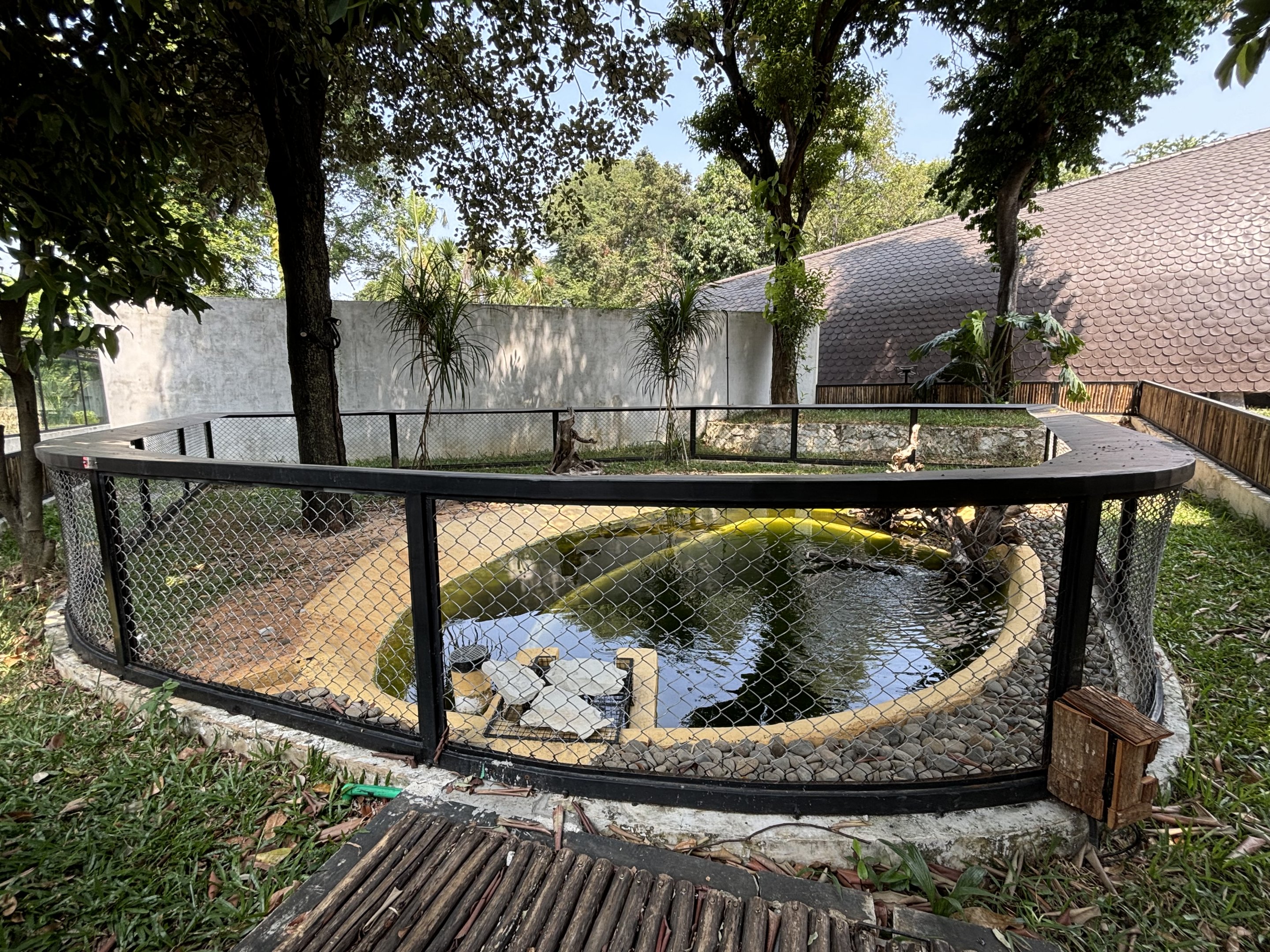 Saltwater Crocodile Exhibit #1 - albino