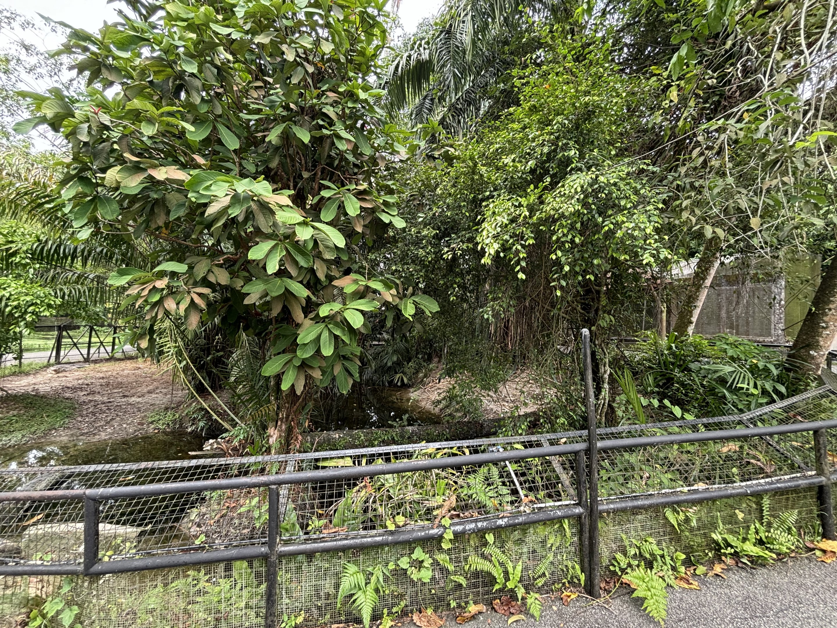 Saltwater Crocodile Exhibit #1