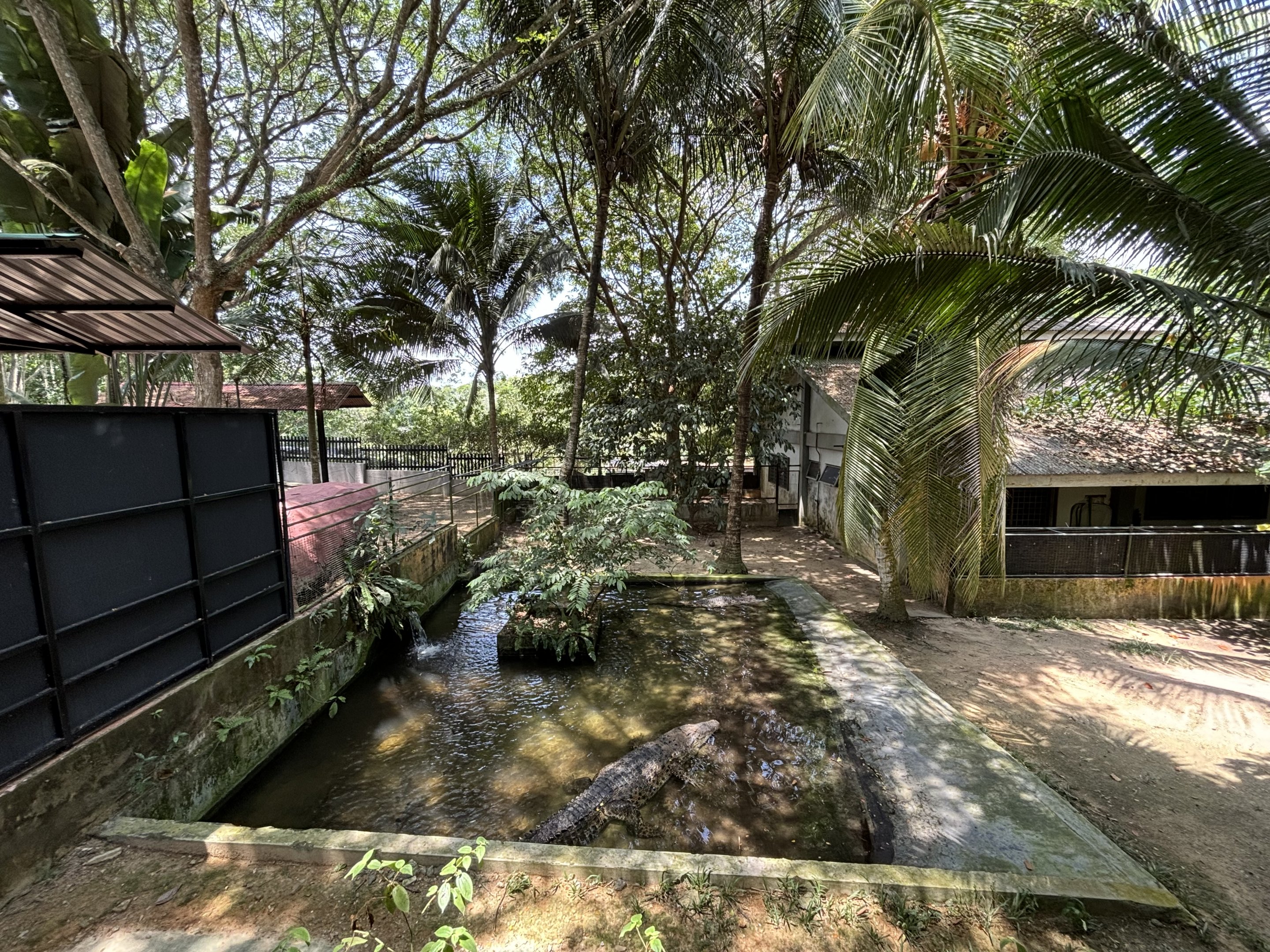 Saltwater Crocodile Exhibit #1