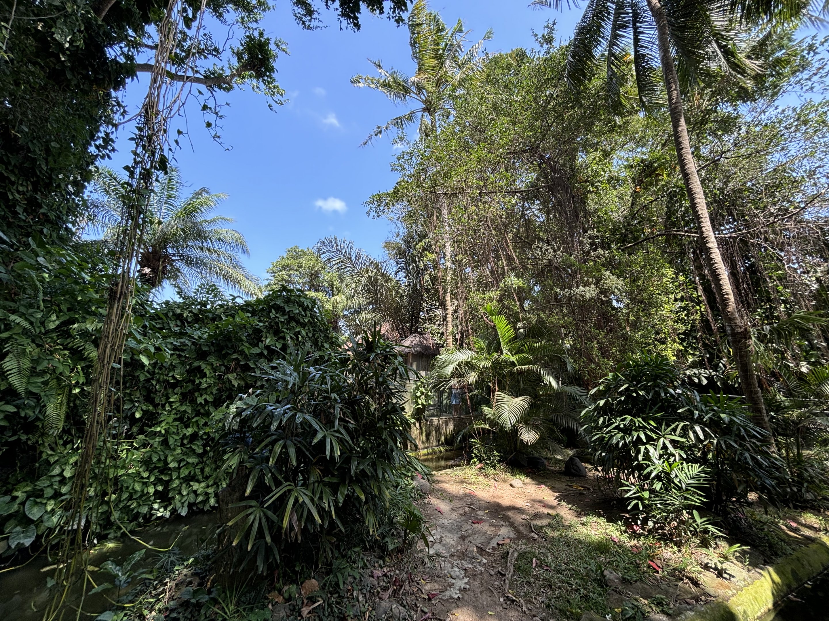 Saltwater Crocodile Exhibit #1