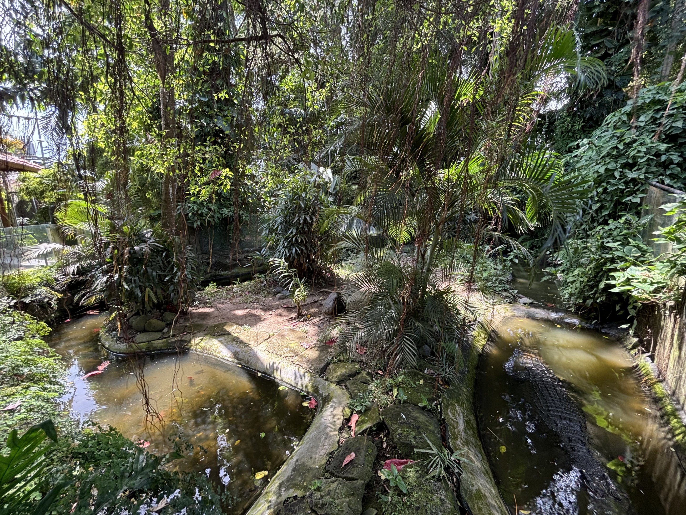 Saltwater Crocodile Exhibit #1