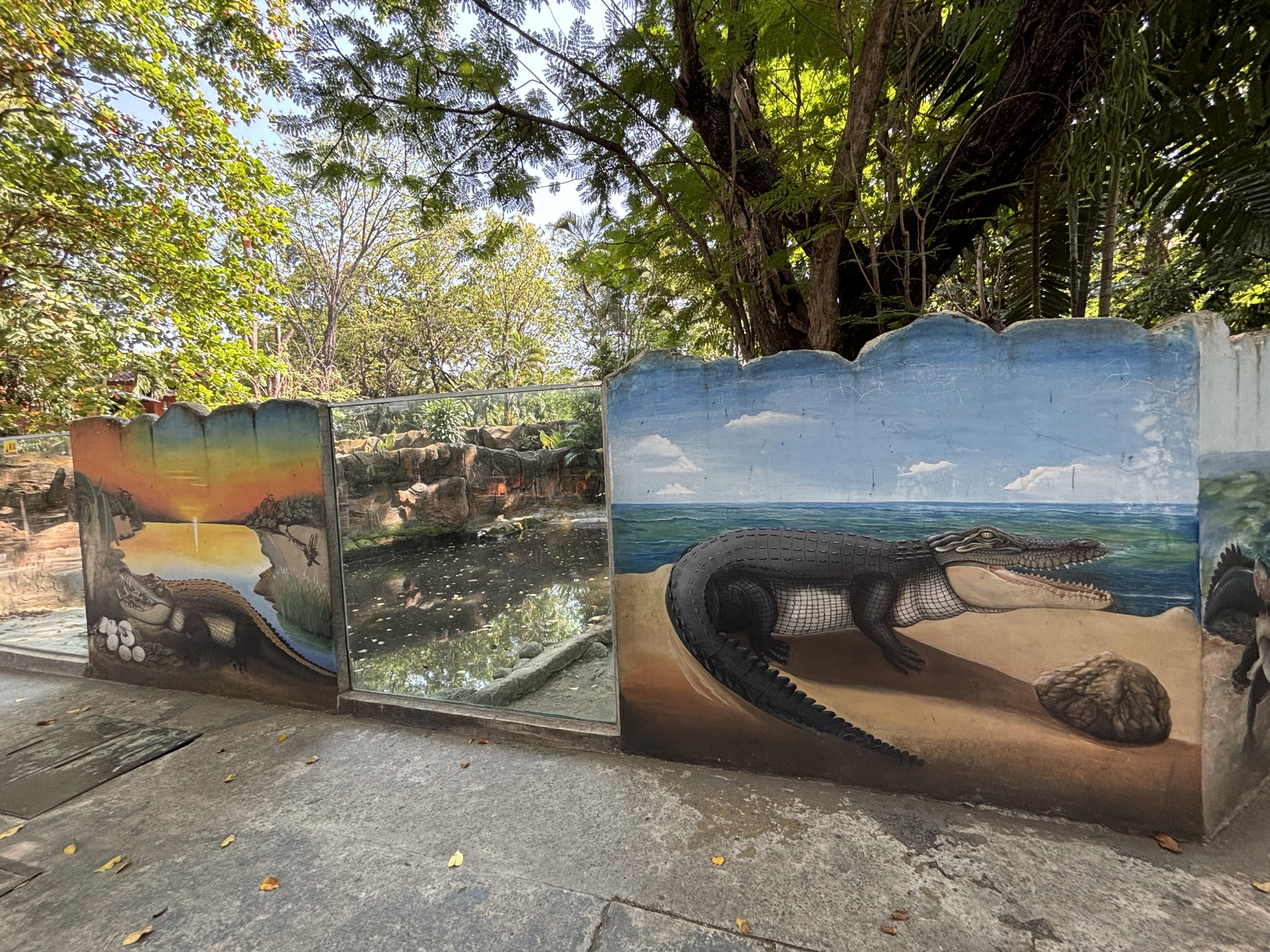 Saltwater Crocodile Exhibit #1