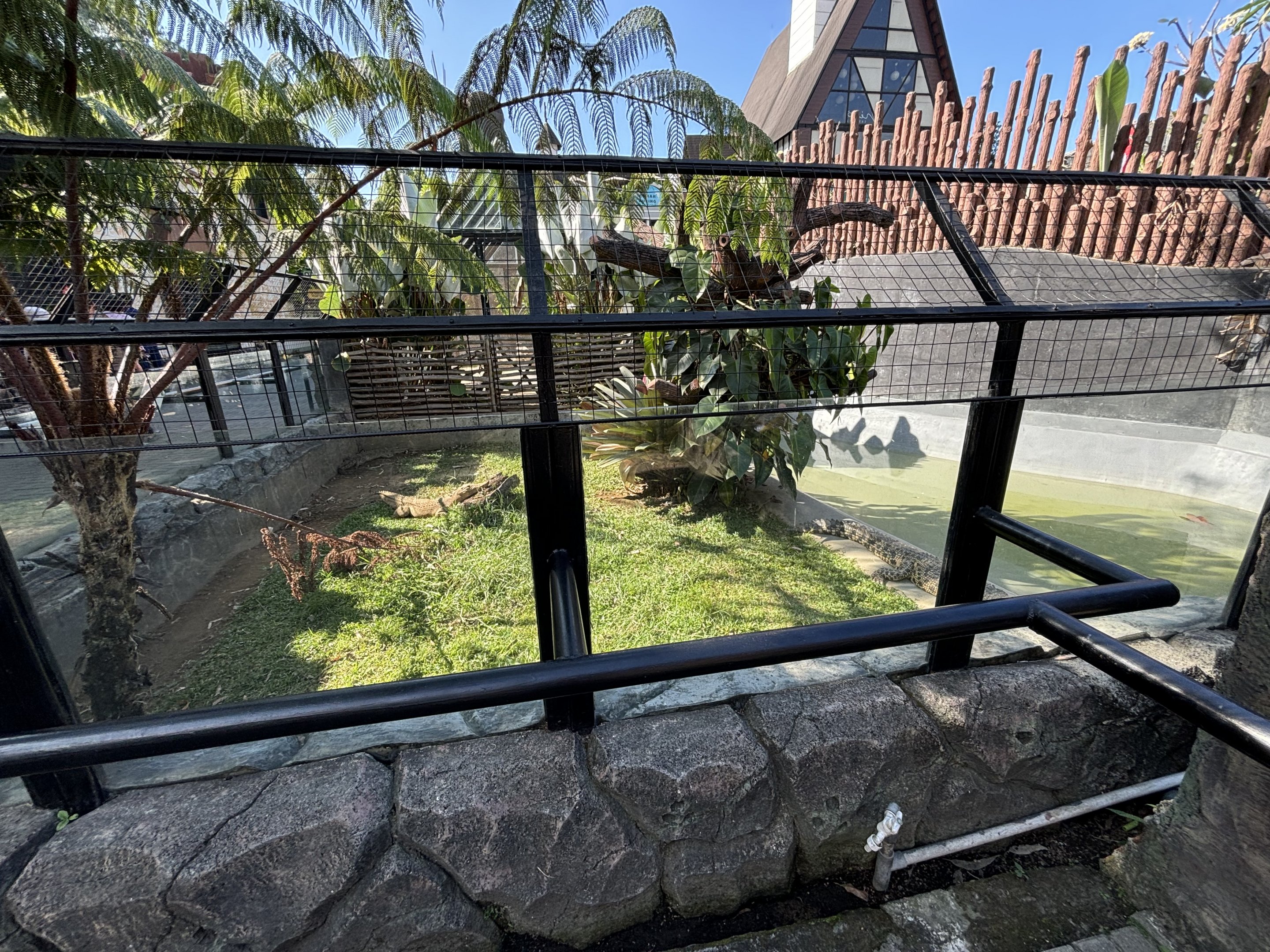 Saltwater Crocodile Exhibit #1