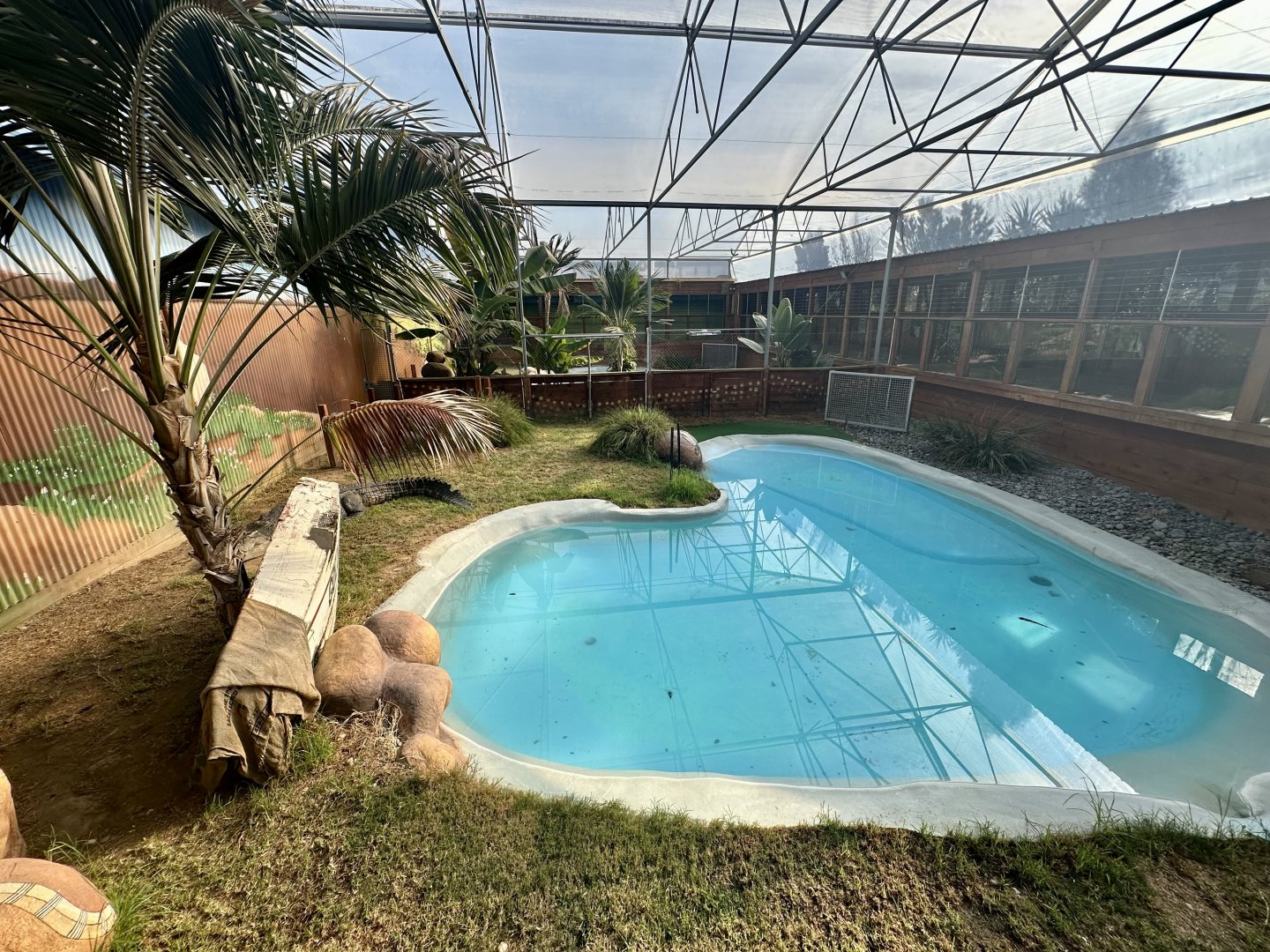 Saltwater Crocodile Exhibit 1