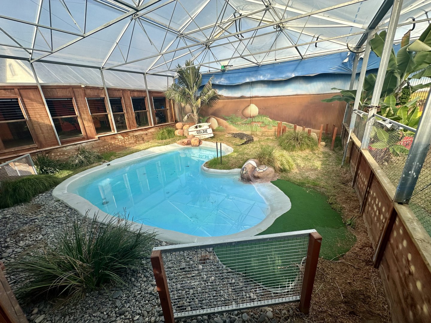 Saltwater Crocodile Exhibit 1