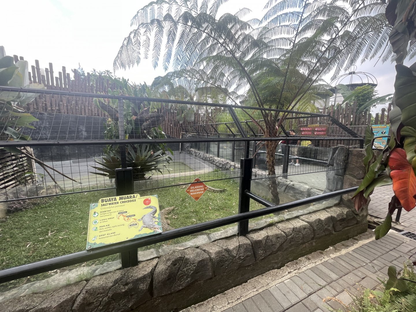saltwater crocodile exhibit (1)