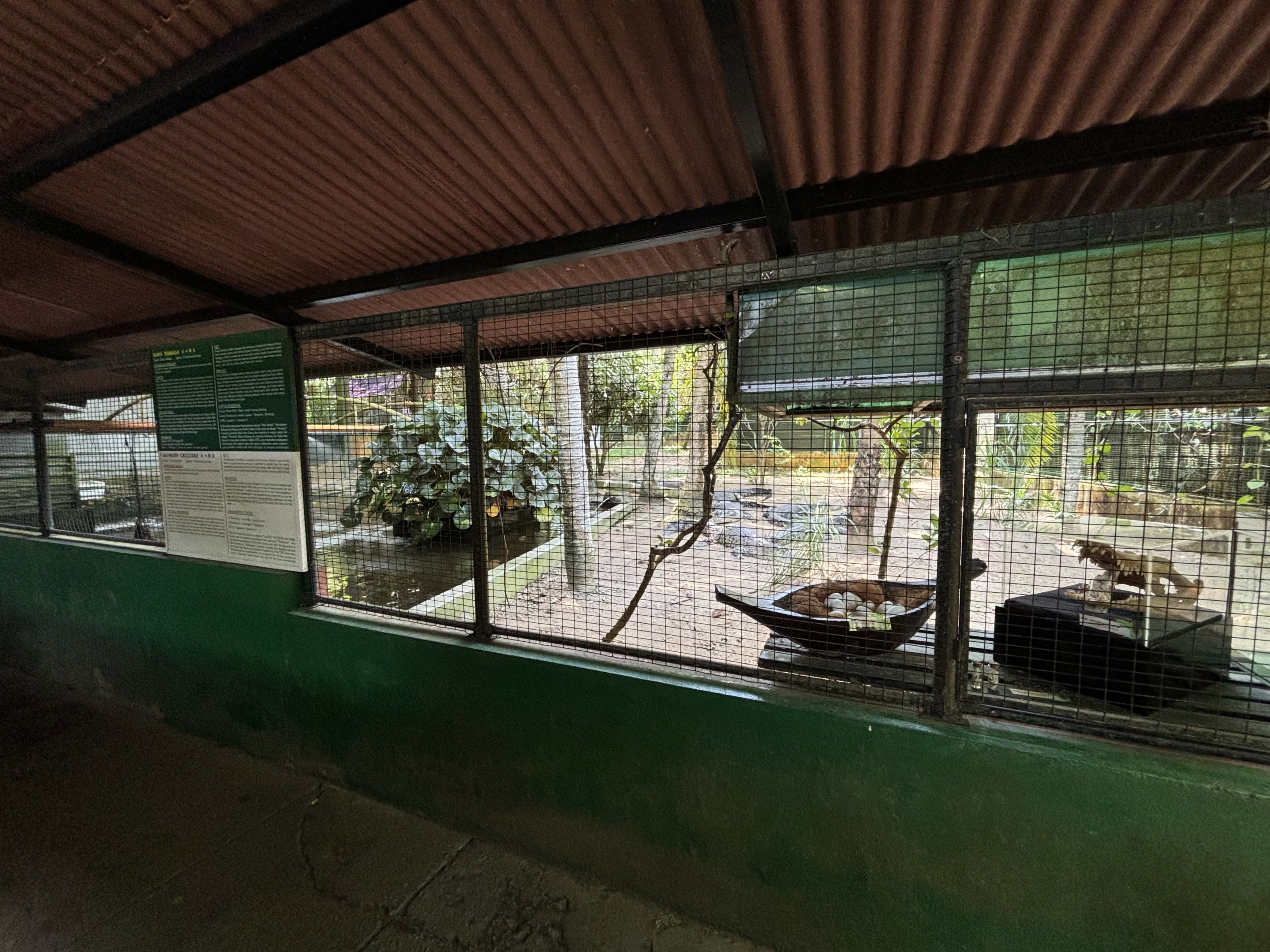 Saltwater Crocodile Exhibit #2