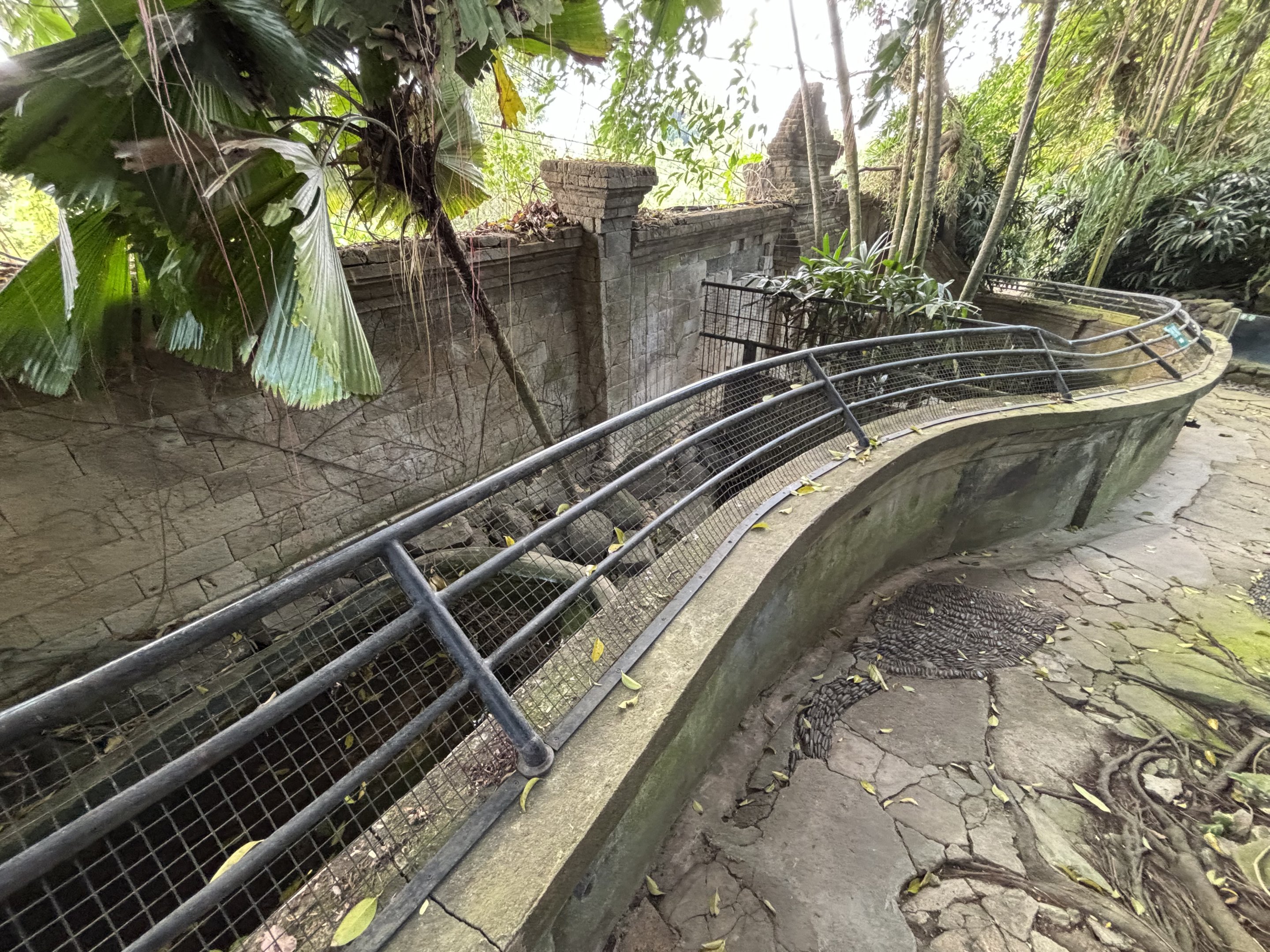 Saltwater Crocodile Exhibit #2