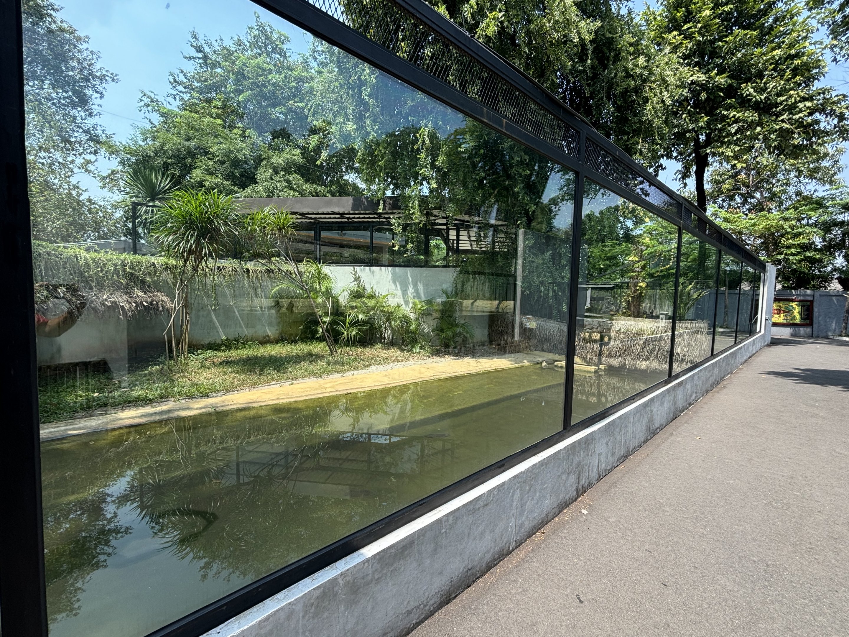Saltwater Crocodile Exhibit #2