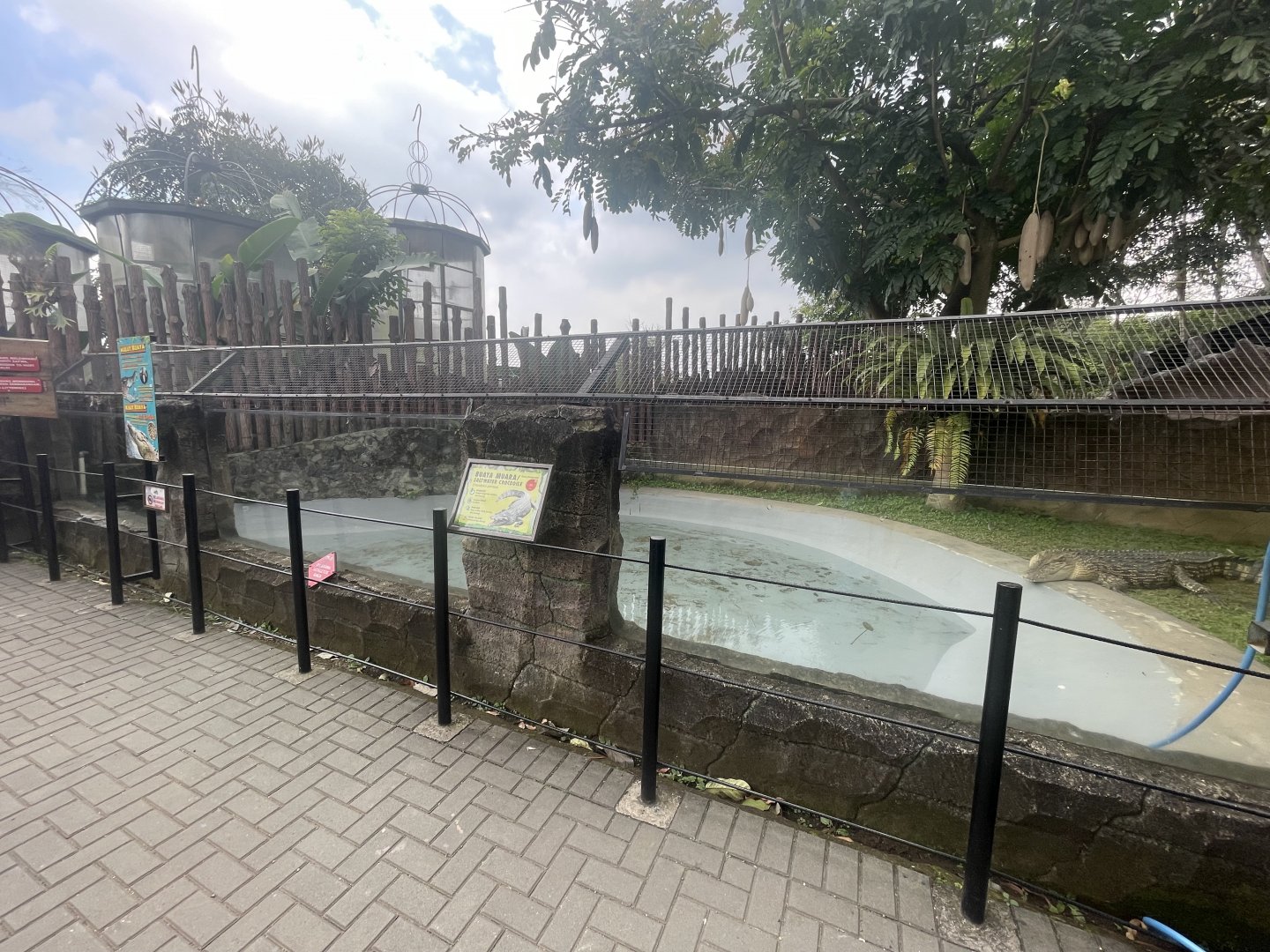 saltwater crocodile exhibit (2)