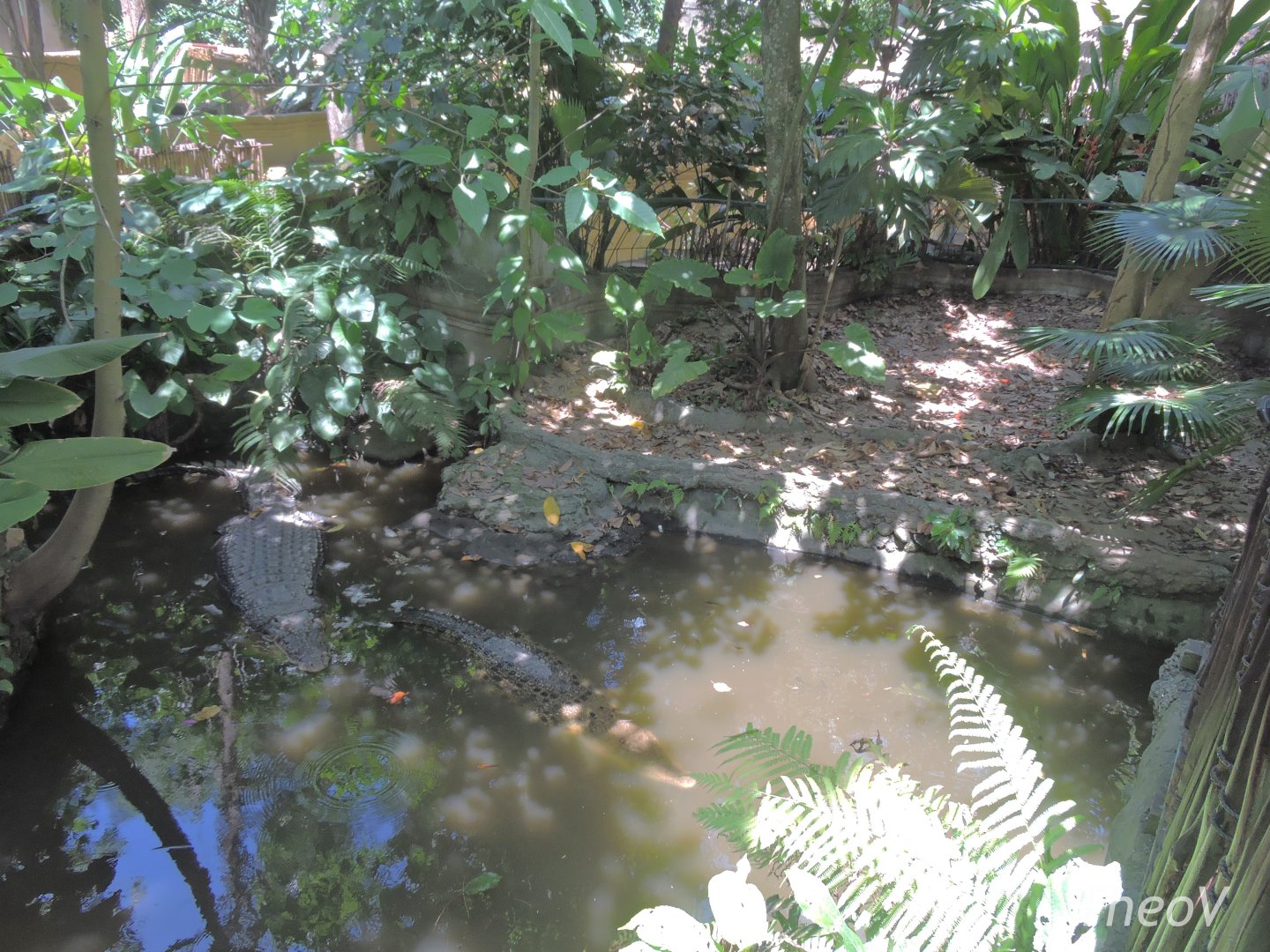 Saltwater crocodile exhibit [2016]