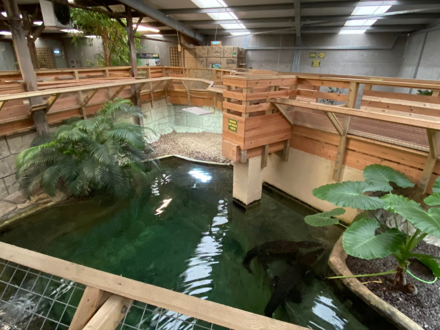 Saltwater crocodile exhibit 231119