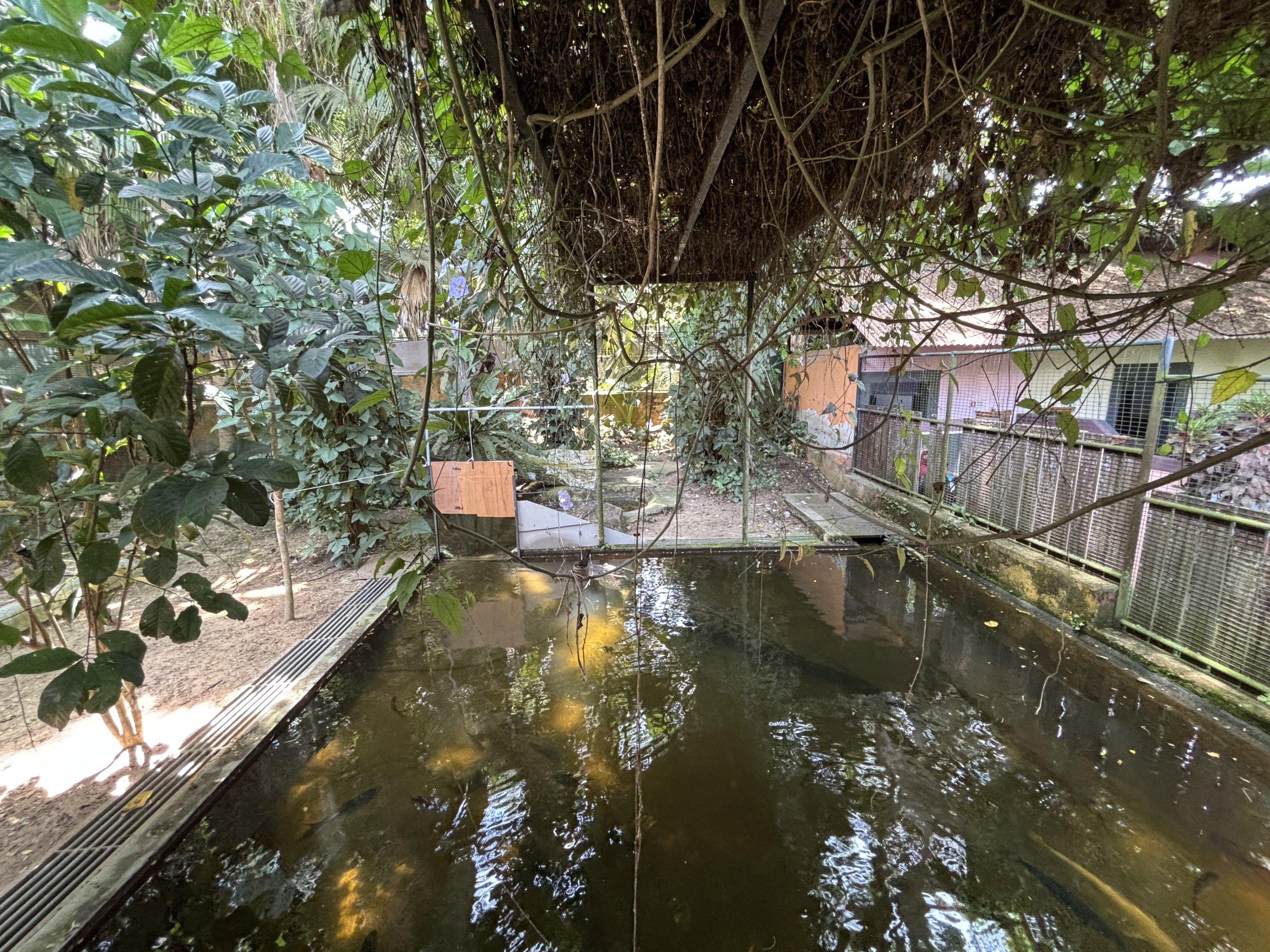 Saltwater Crocodile Exhibit #3