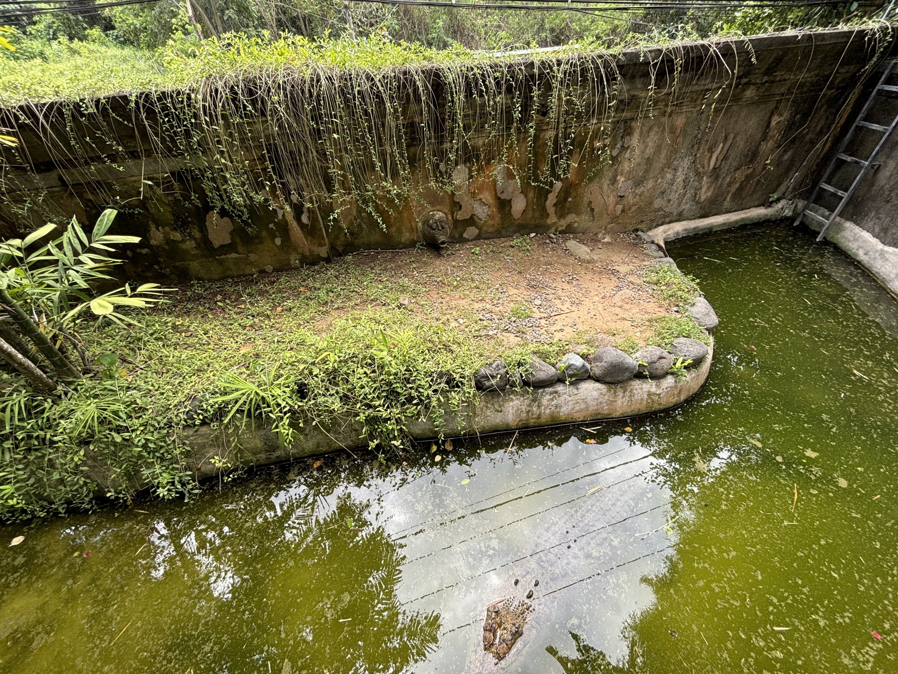 Saltwater Crocodile Exhibit #3