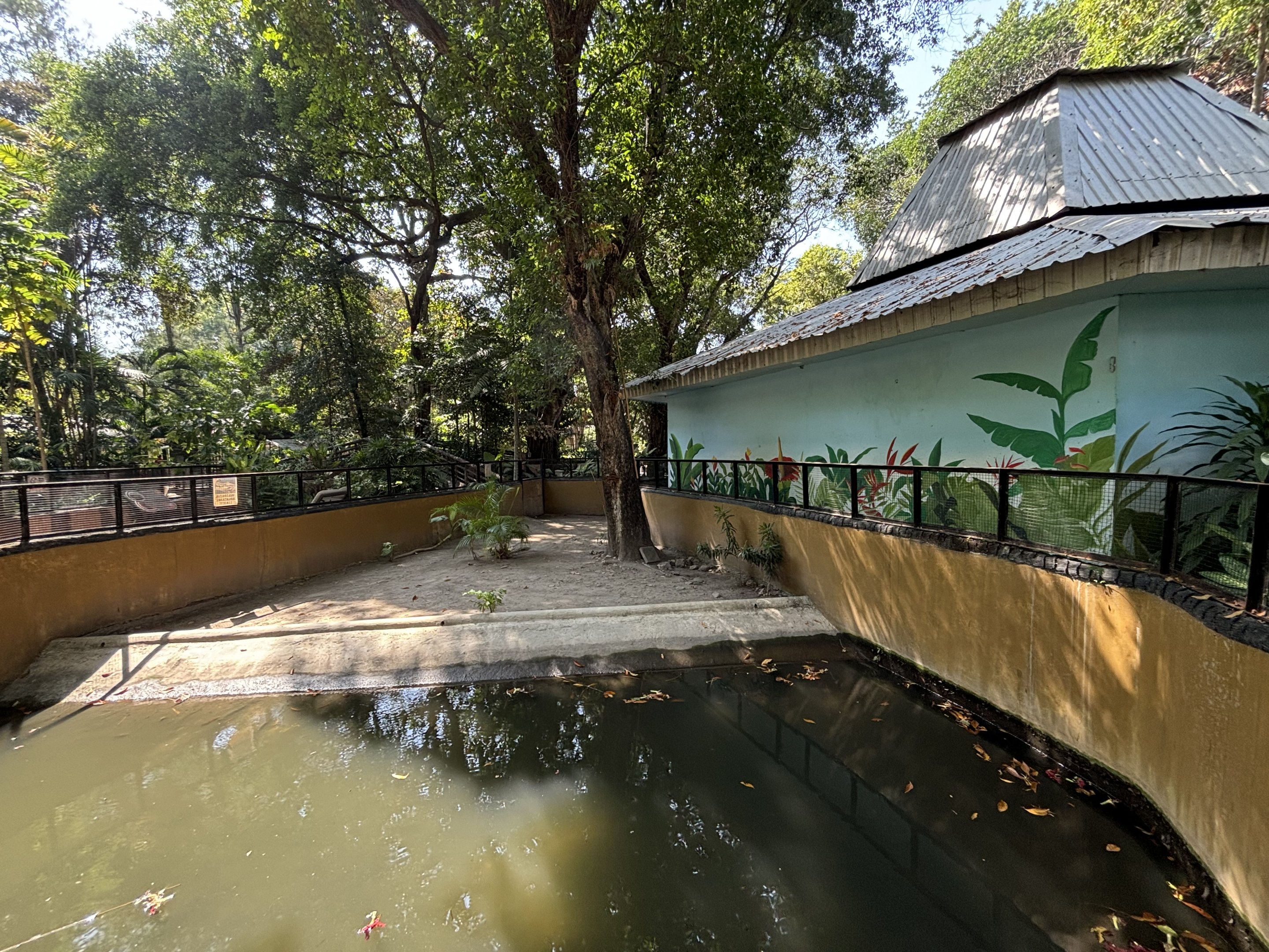 Saltwater Crocodile Exhibit #3