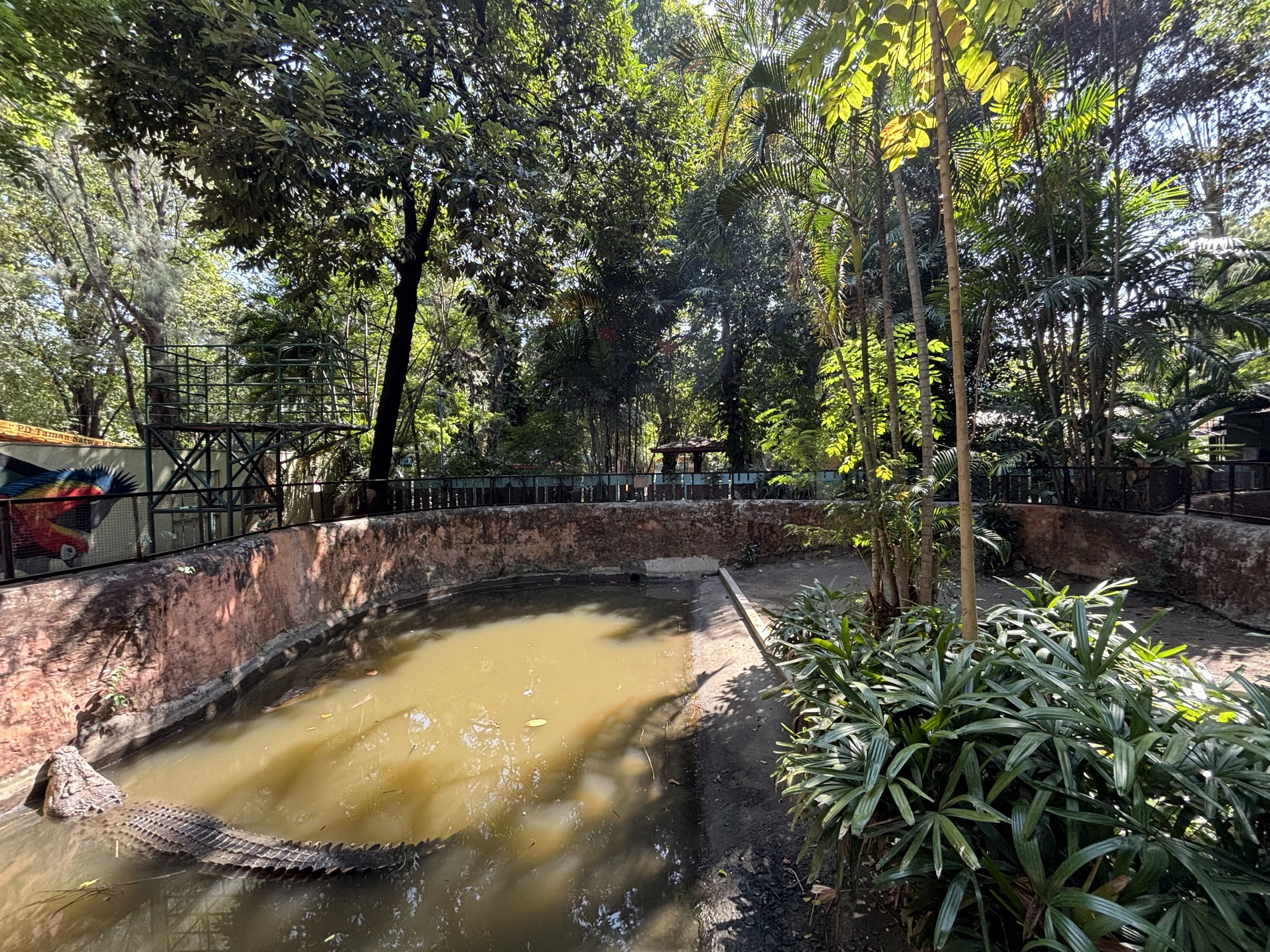 Saltwater Crocodile Exhibit #4