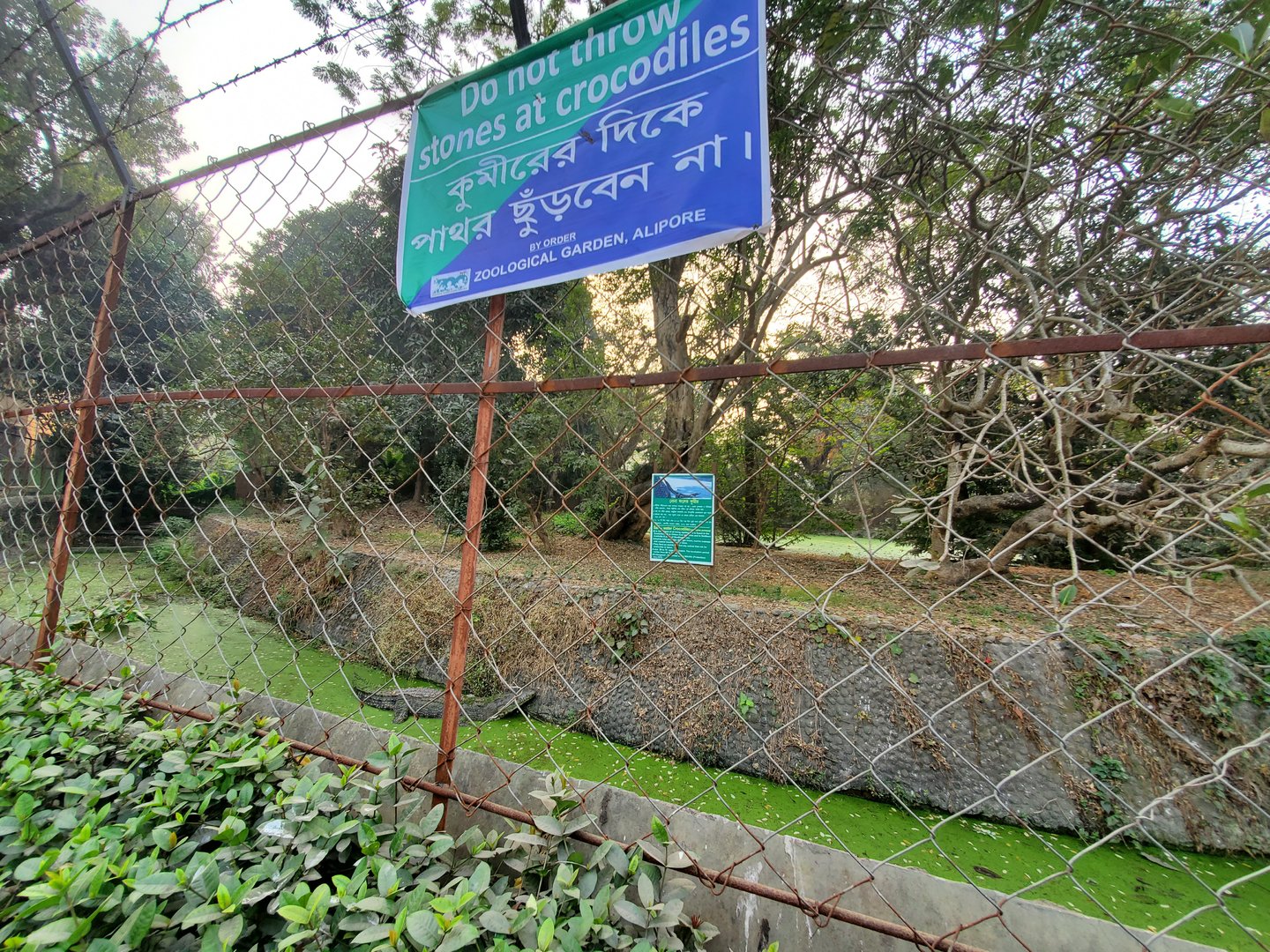 Saltwater Crocodile Exhibit - January 2023