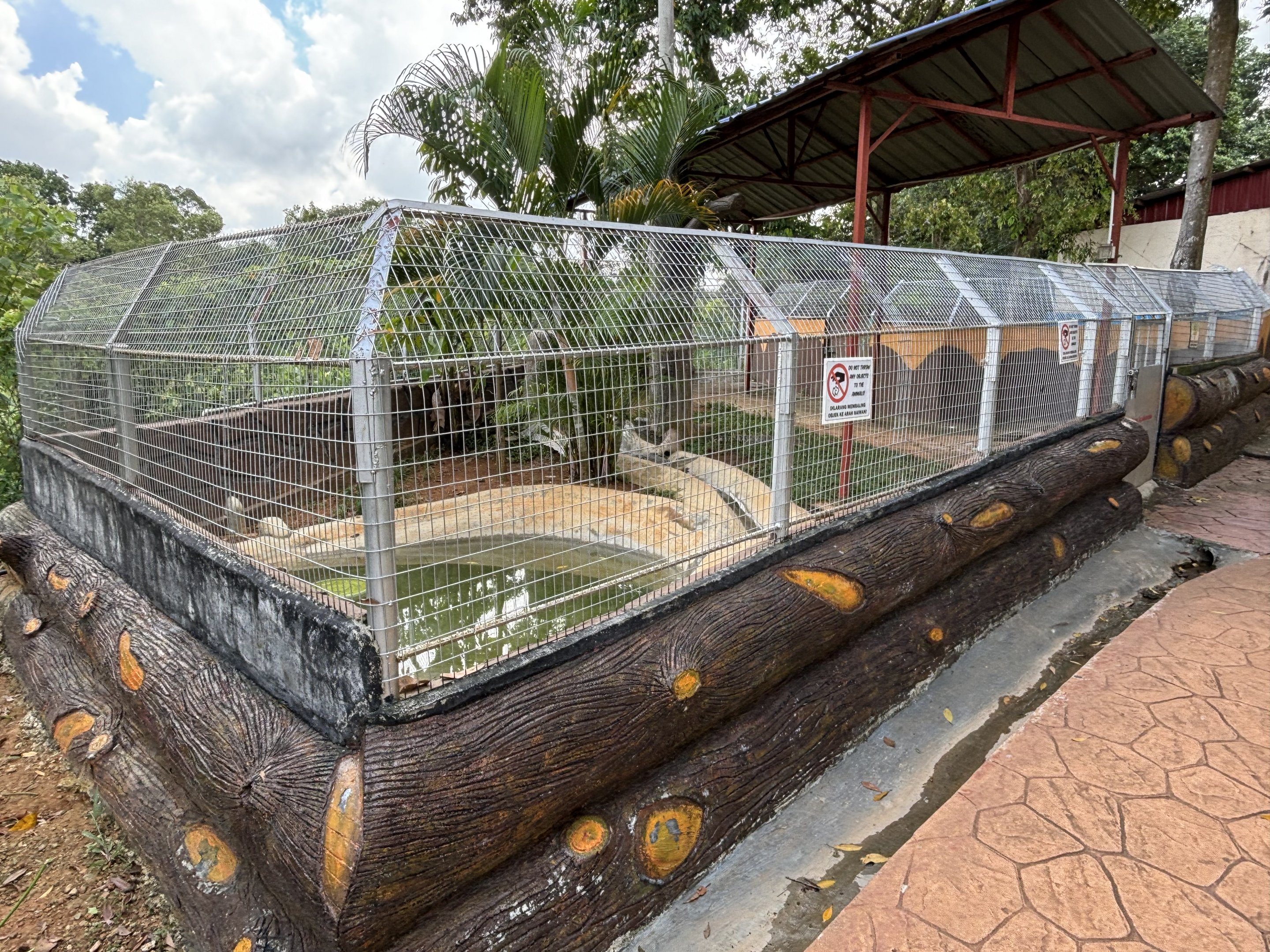 Saltwater Crocodile Exhibit - juveniles