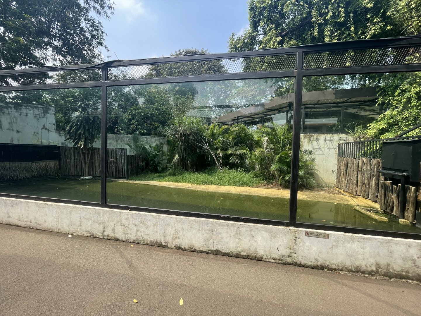 saltwater crocodile exhibit - museum komodo