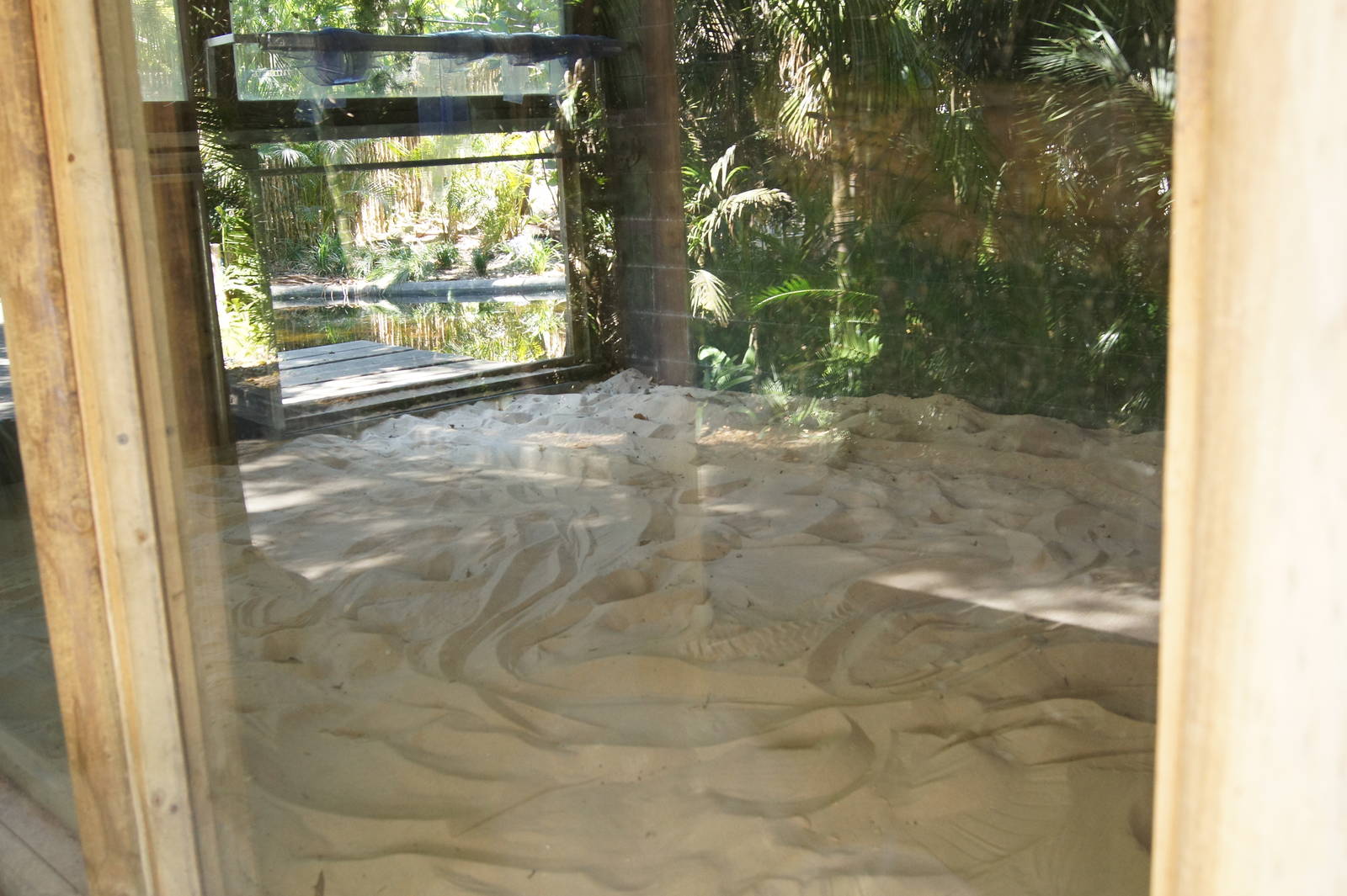 Saltwater Crocodile Exhibit 'Nest' Area