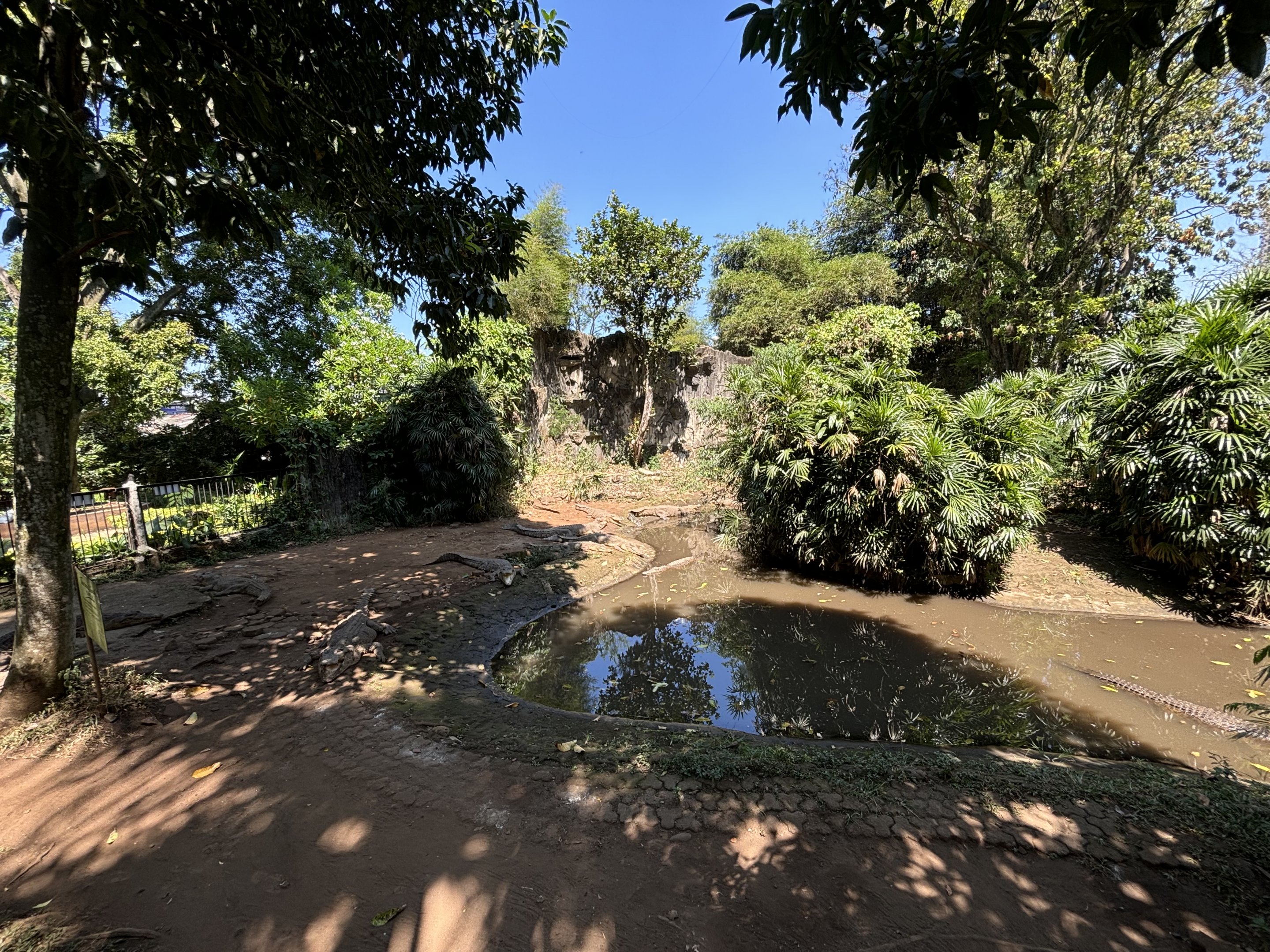 Saltwater Crocodile Exhibit (one of several)