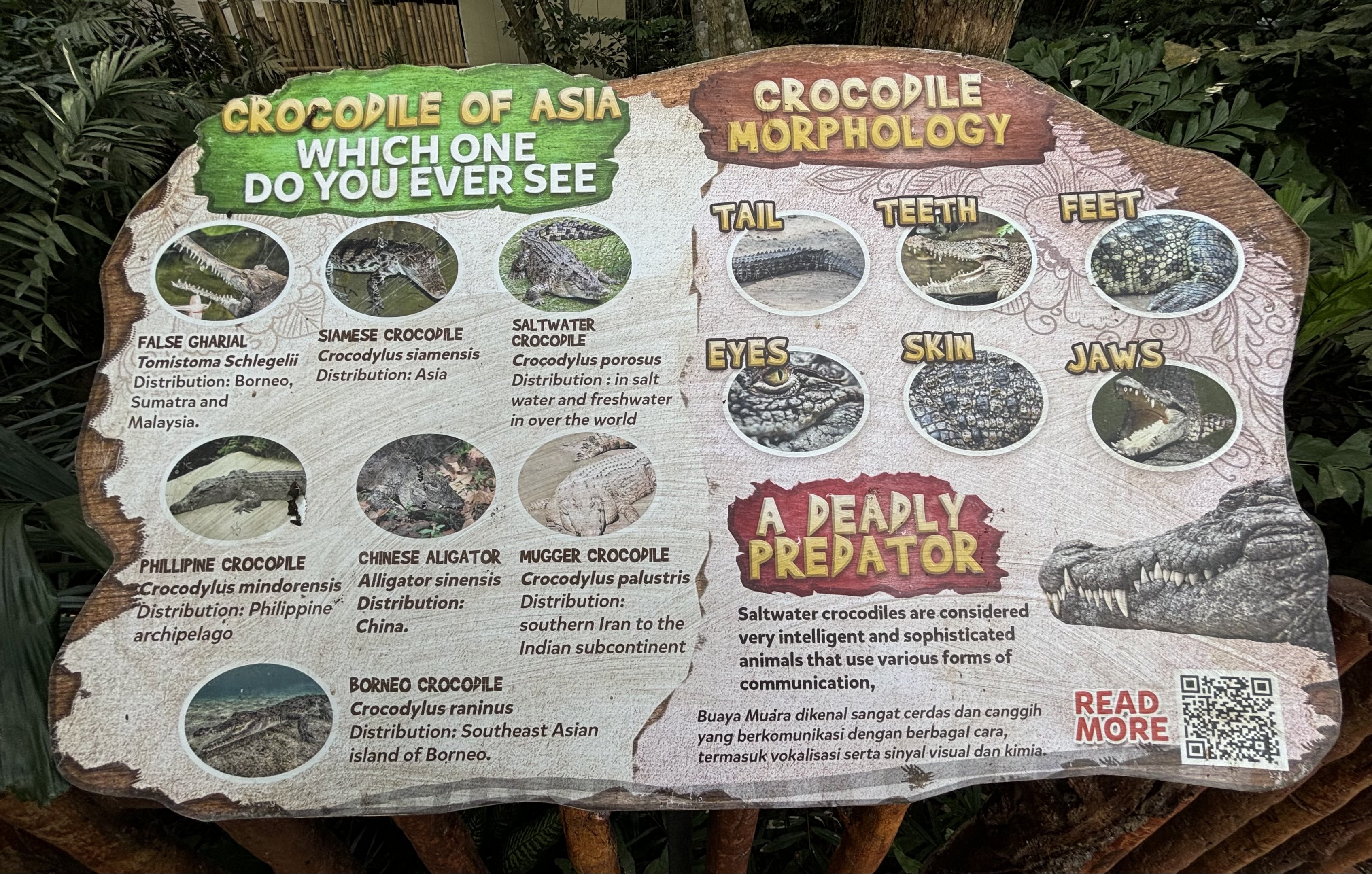 Saltwater Crocodile Exhibit Sign