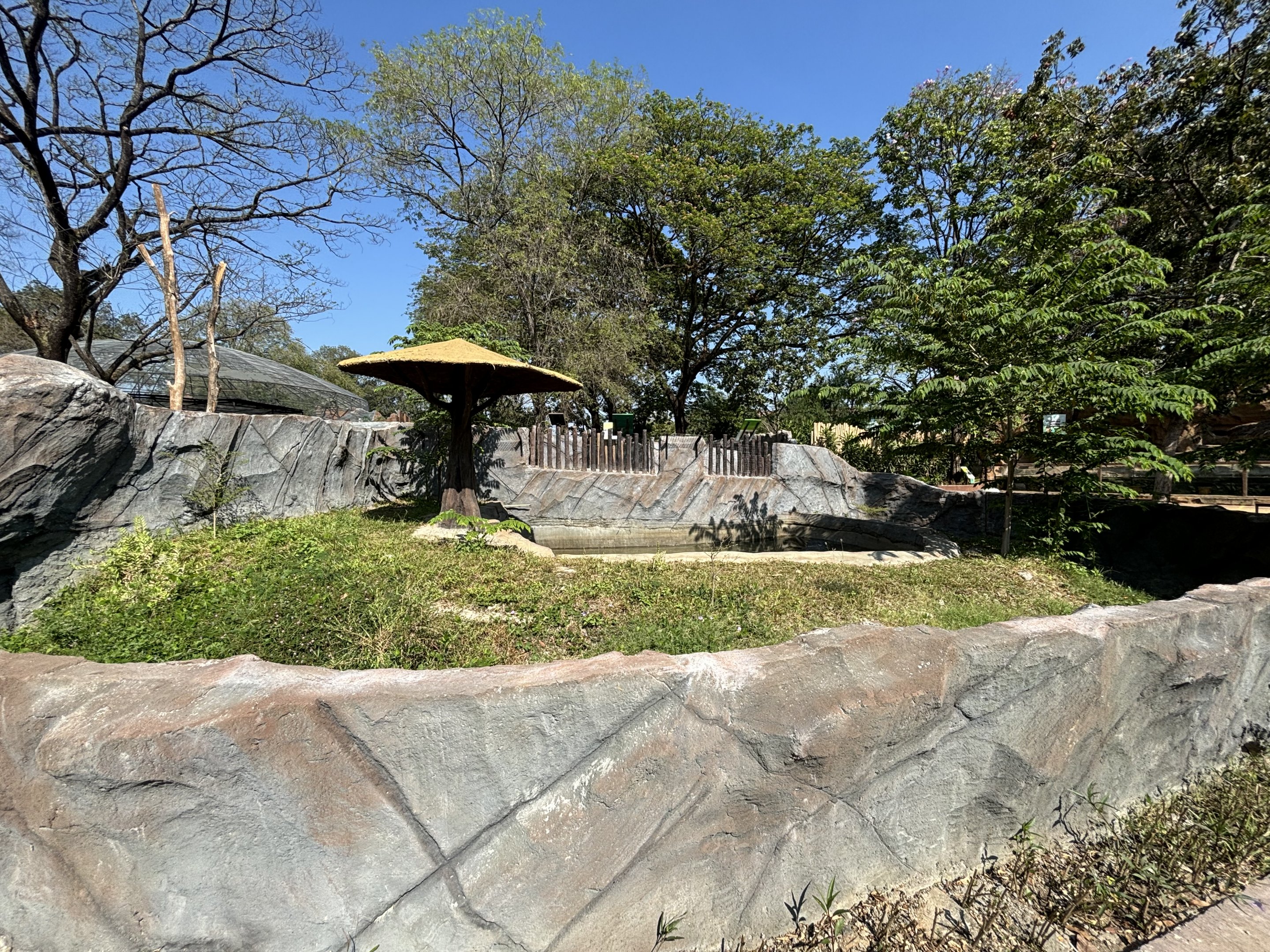 Saltwater Crocodile Exhibit - Solo Safari