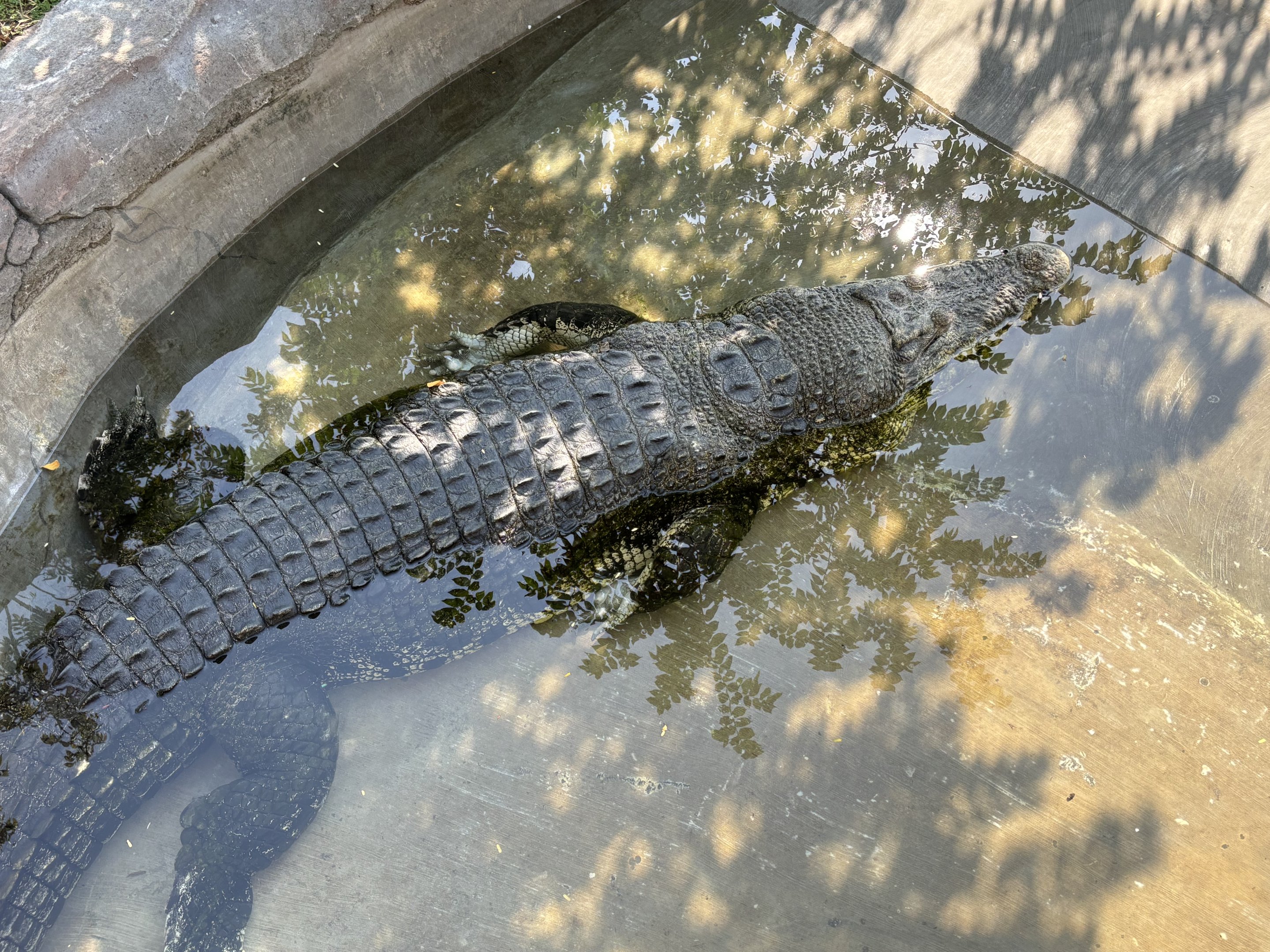Saltwater Crocodile Exhibit - Solo Safari