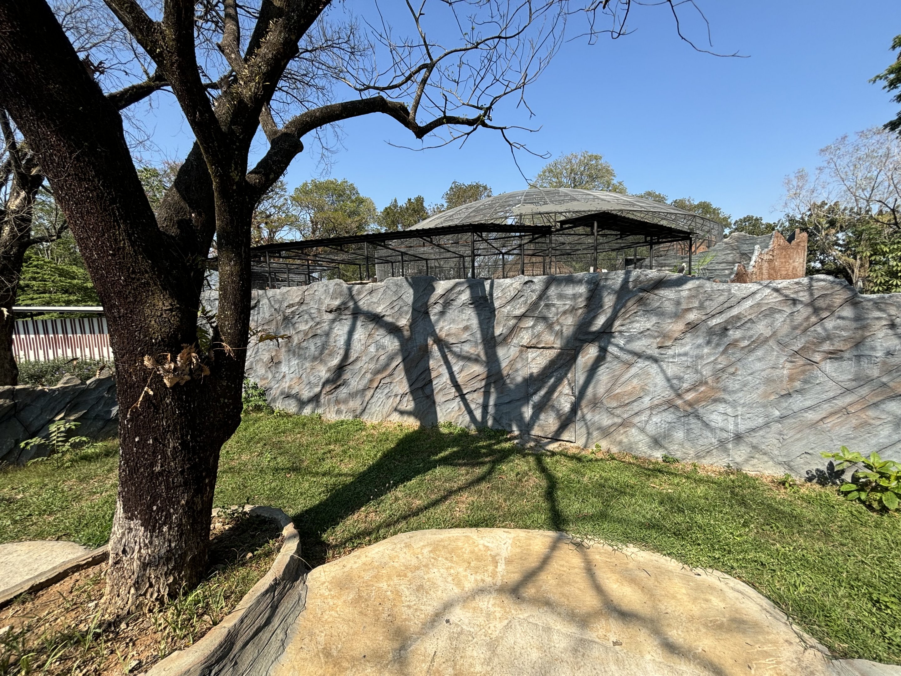 Saltwater Crocodile Exhibit - Solo Safari