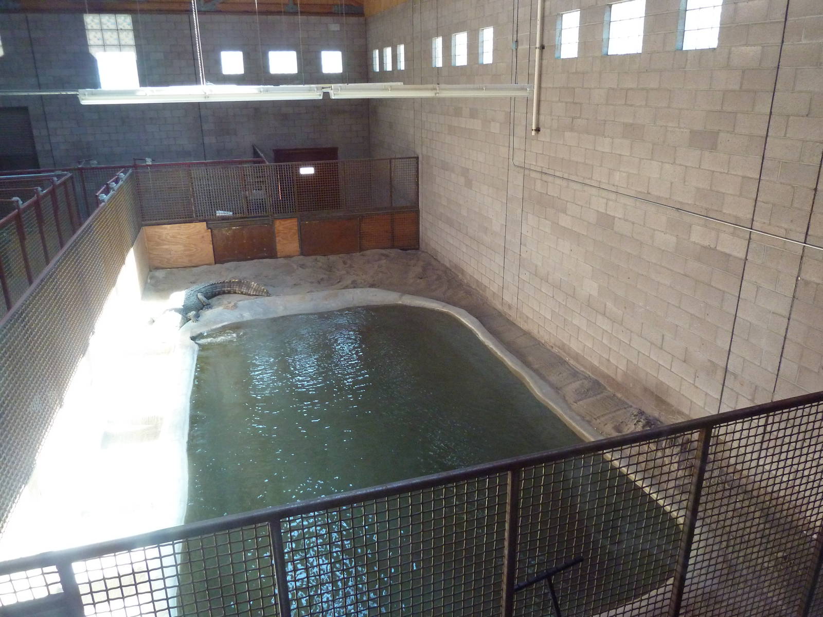 Saltwater Crocodile Exhibit (Temporary)