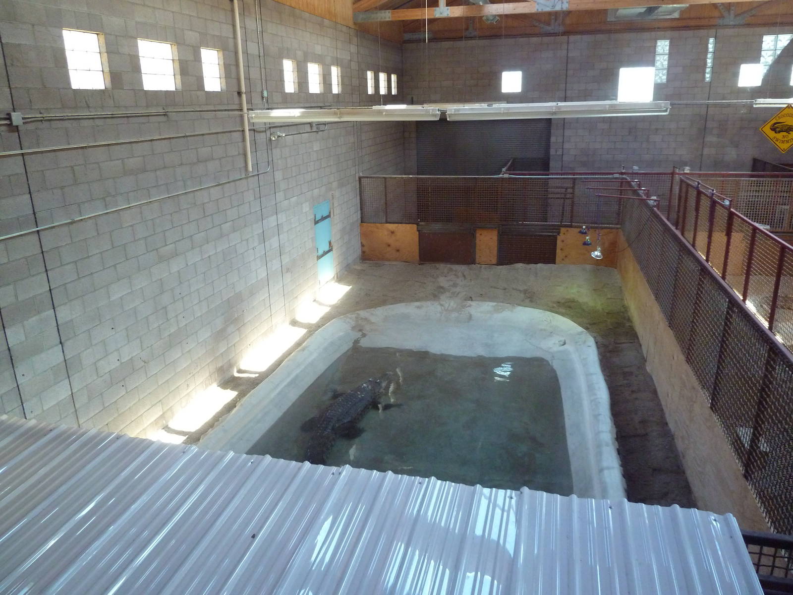 Saltwater Crocodile Exhibit (Temporary)