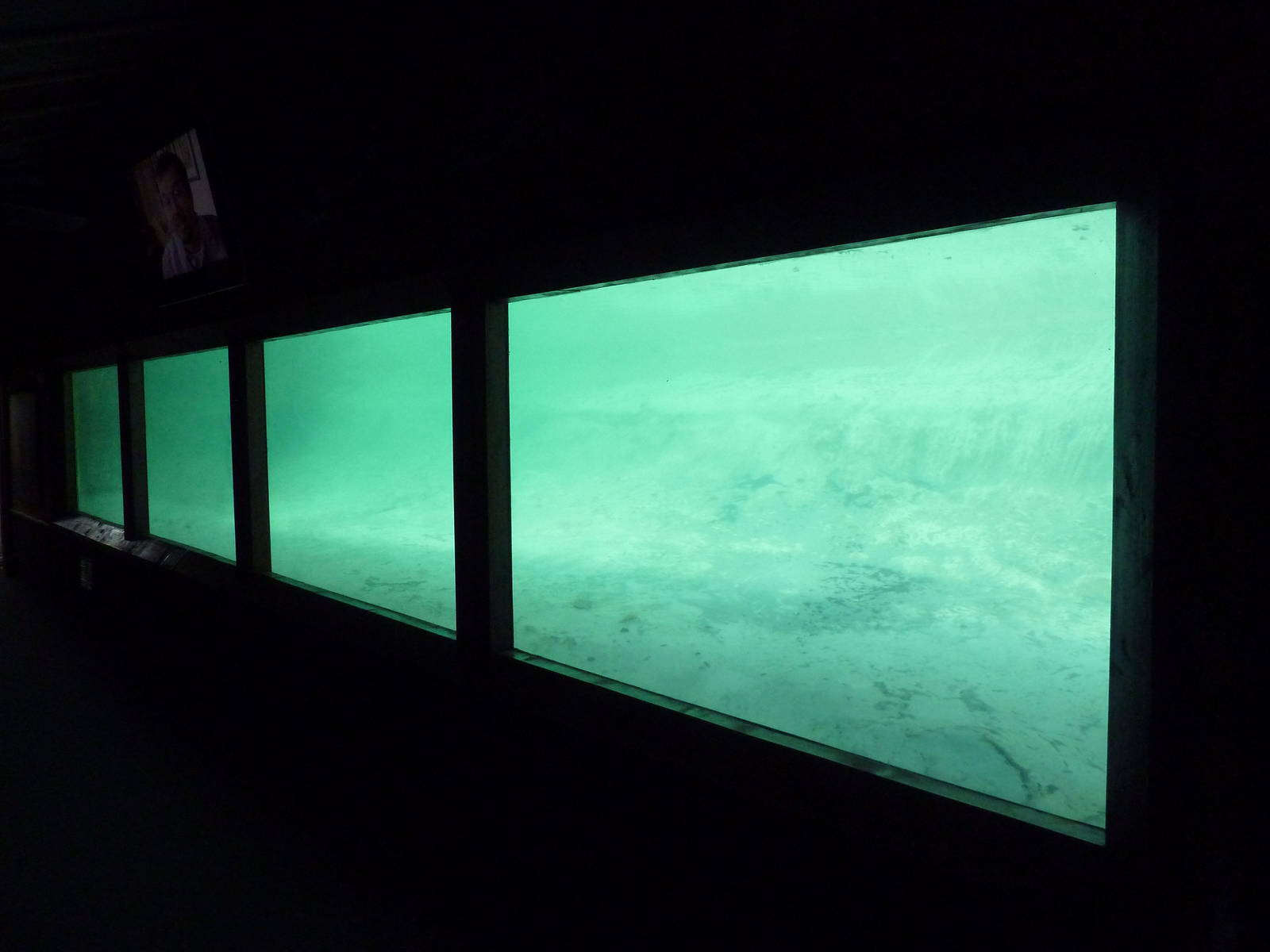 Saltwater Crocodile Exhibit - Underwater Viewing Area