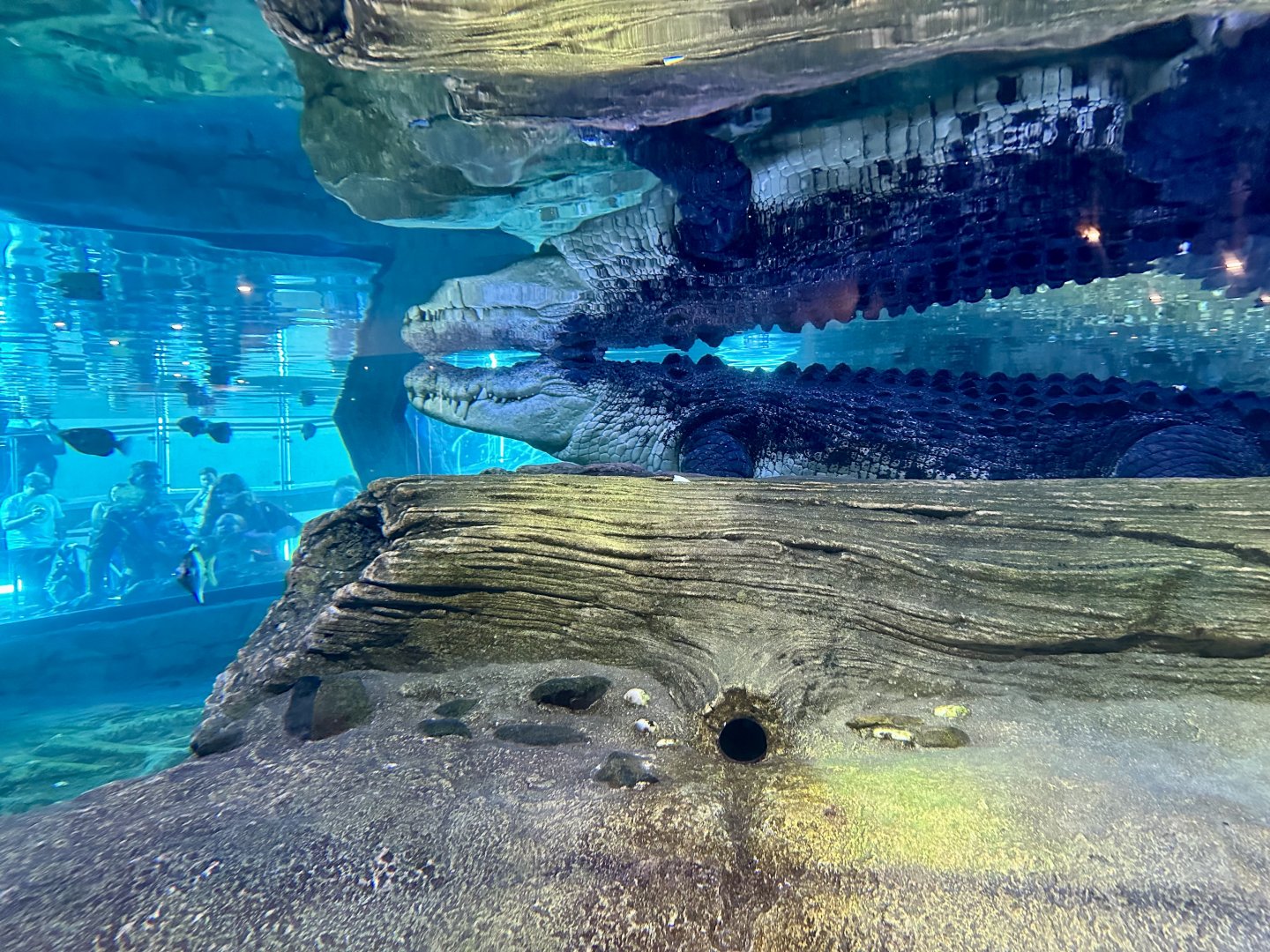 Saltwater Crocodile Exhibit (Underwater Viewing)