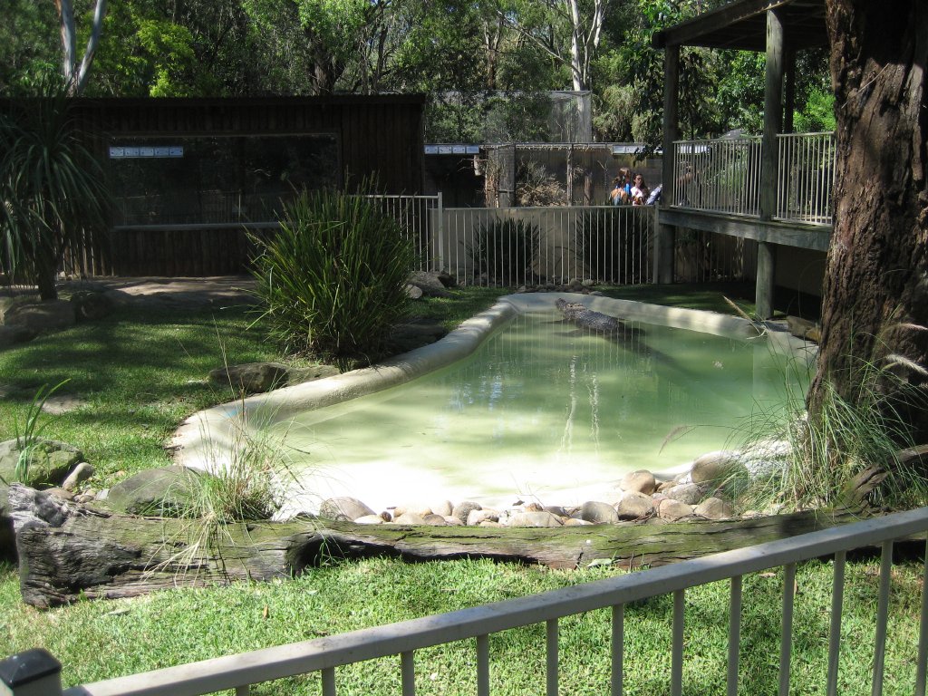 Saltwater Crocodile exhibit