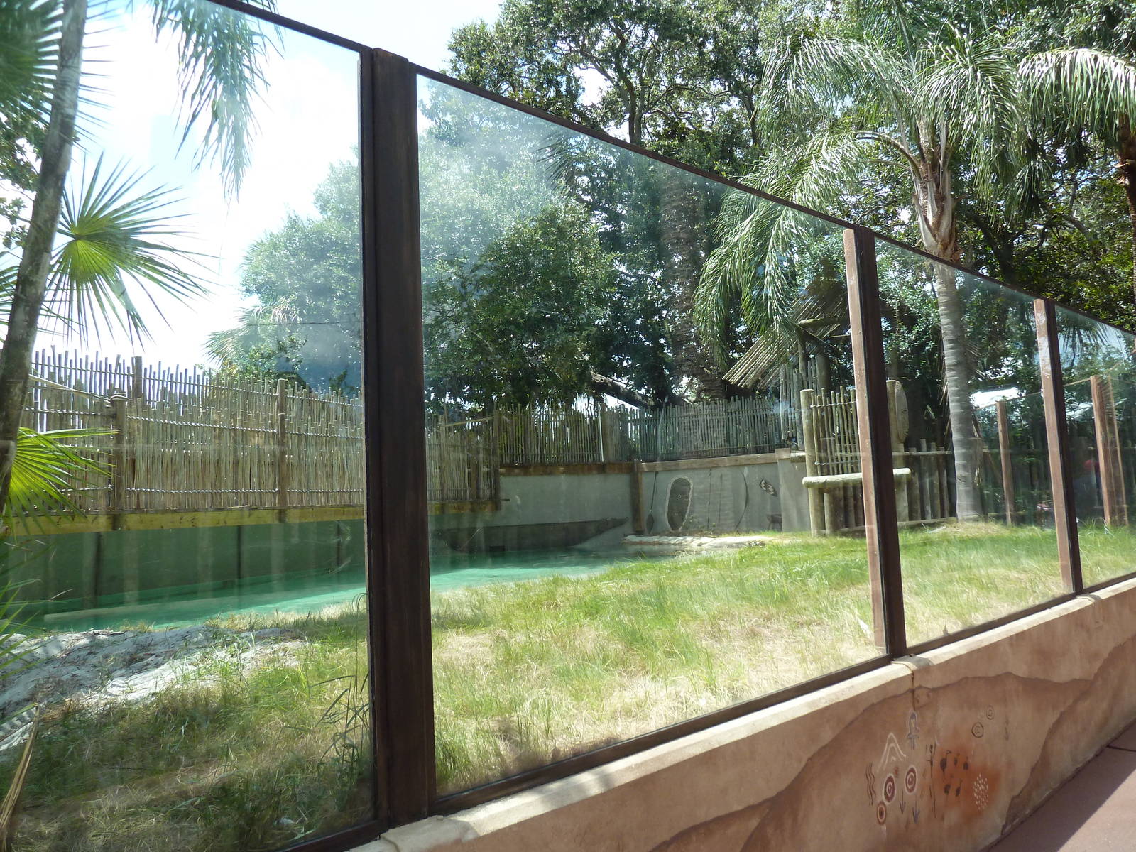 Saltwater Crocodile Exhibit