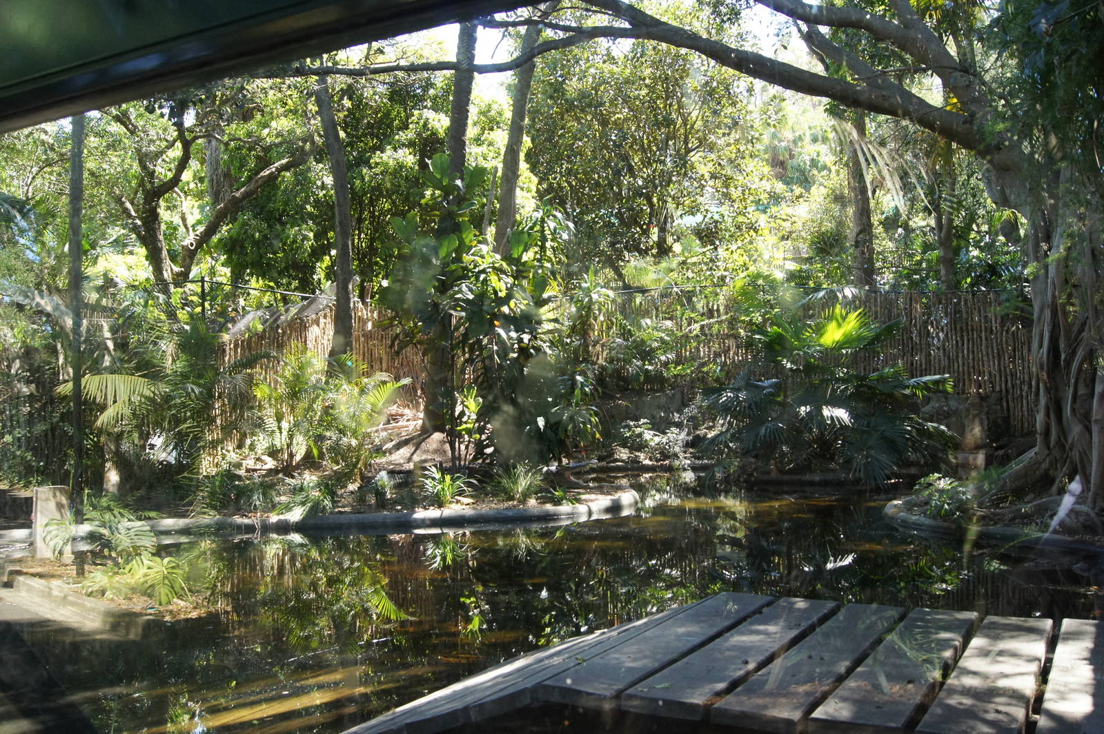 Saltwater Crocodile Exhibit