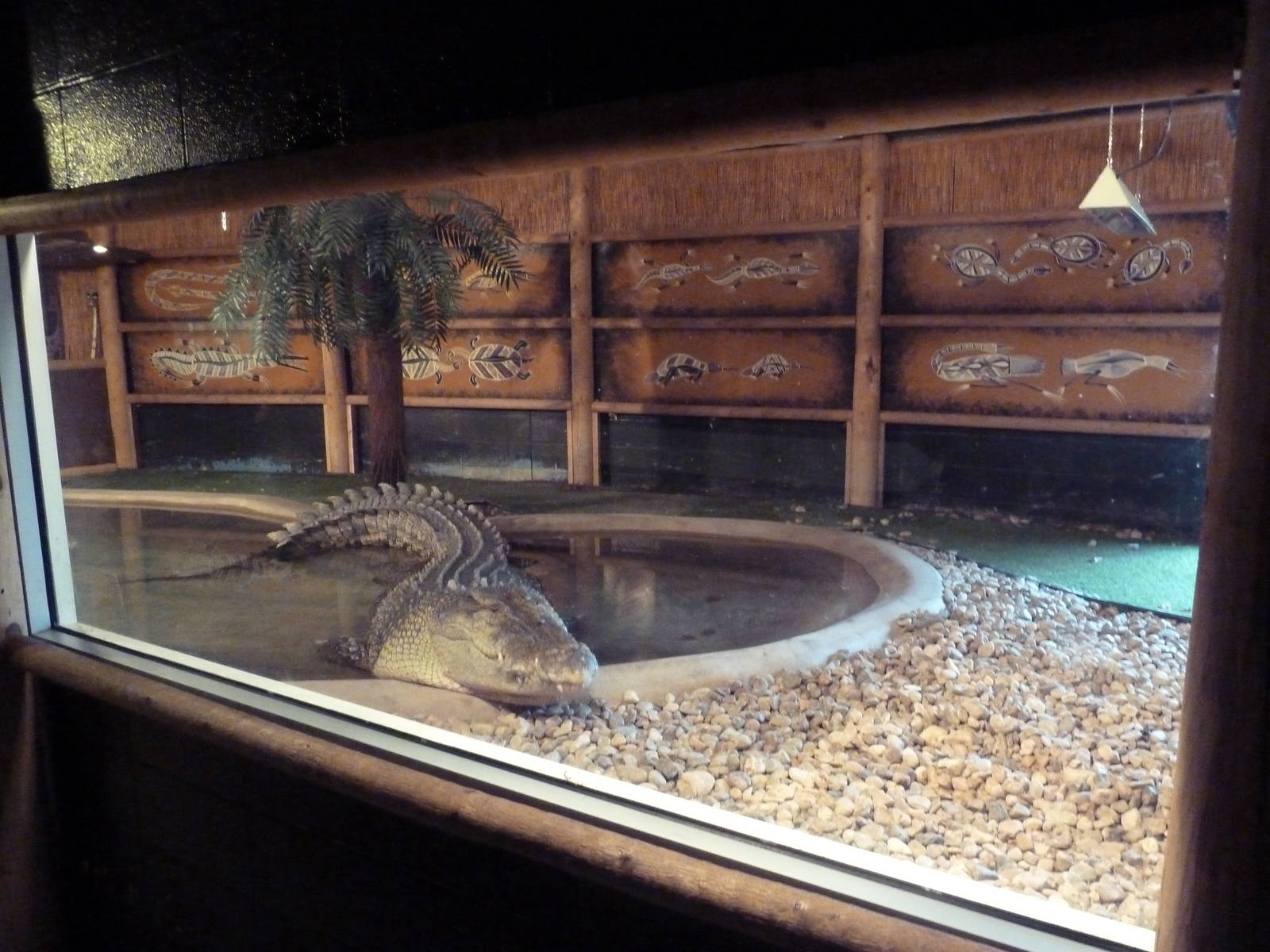 Saltwater Crocodile Exhibit